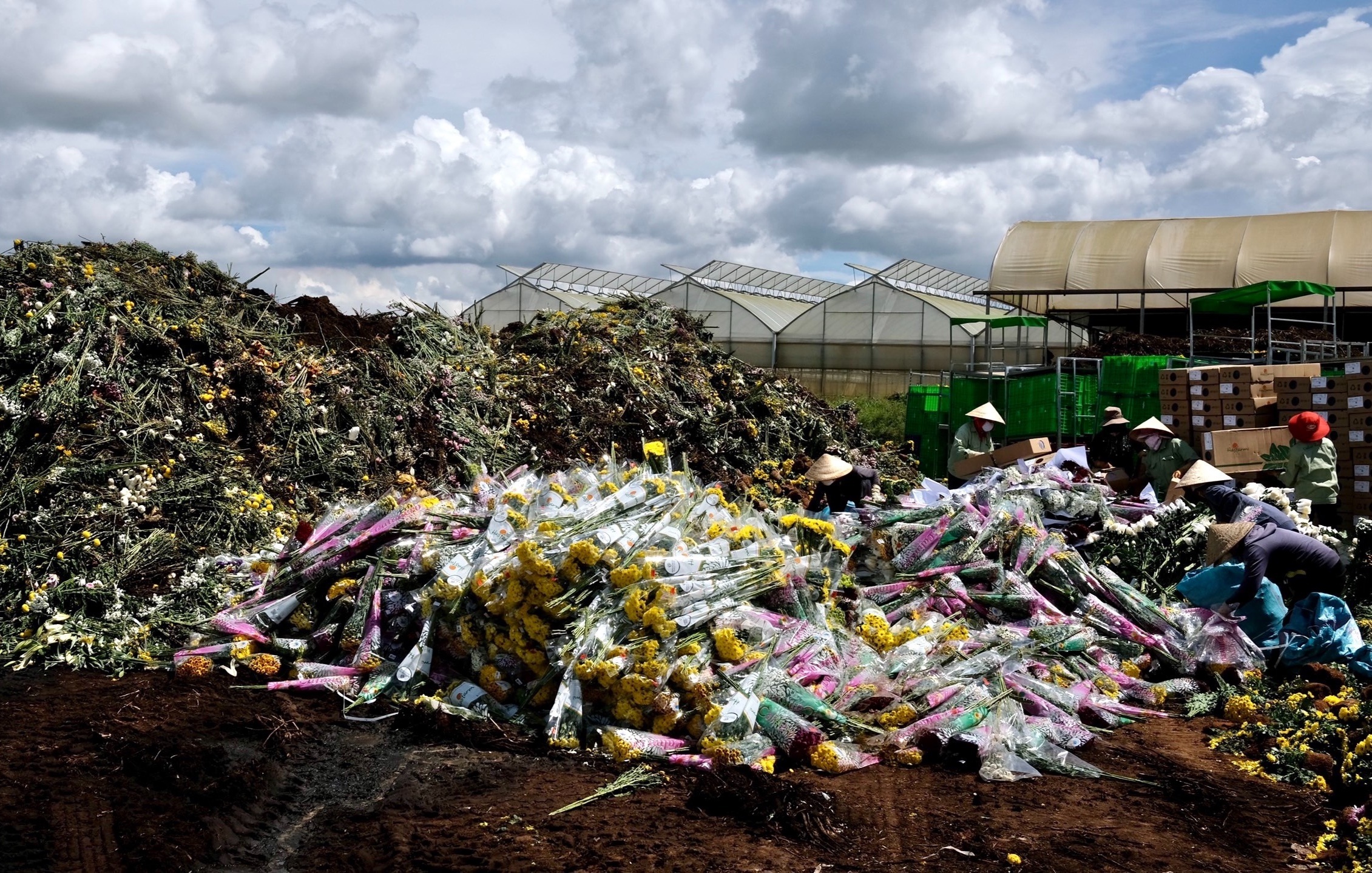 Hoa Da Lat do bo anh 2