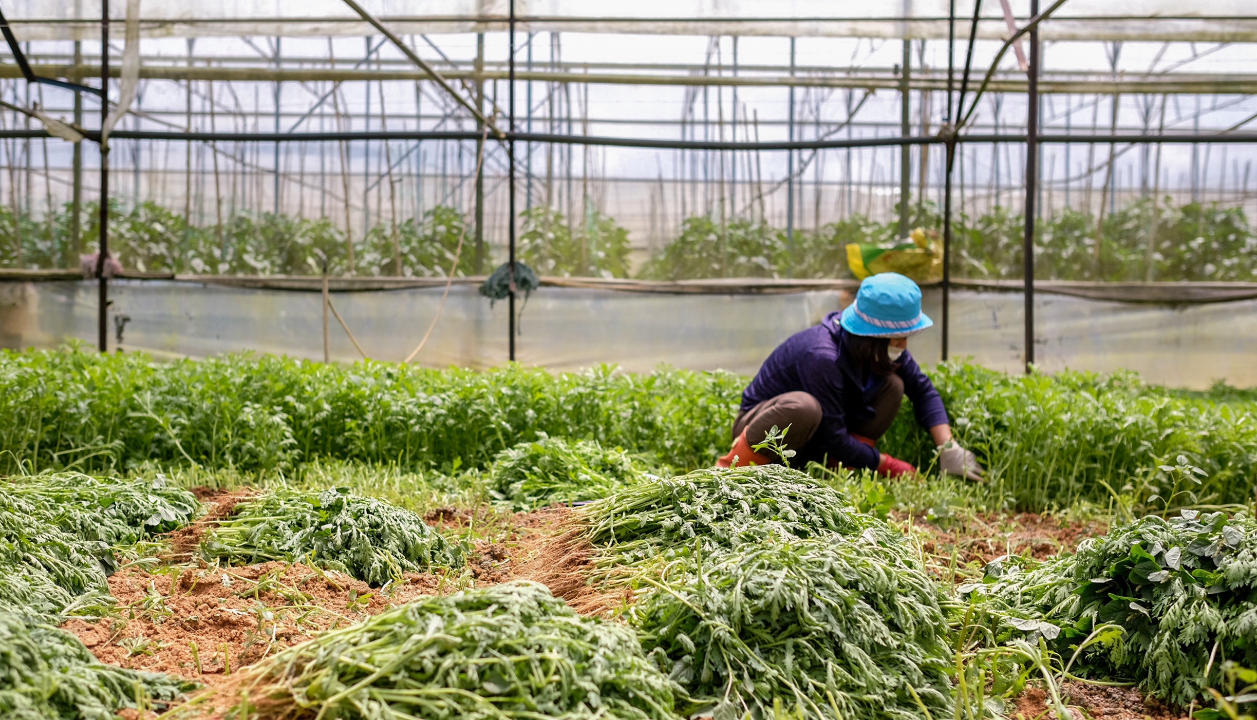 Lam Dong cam ket cung cap rau cu mien phi cho khu cach ly o TP.HCM hinh anh