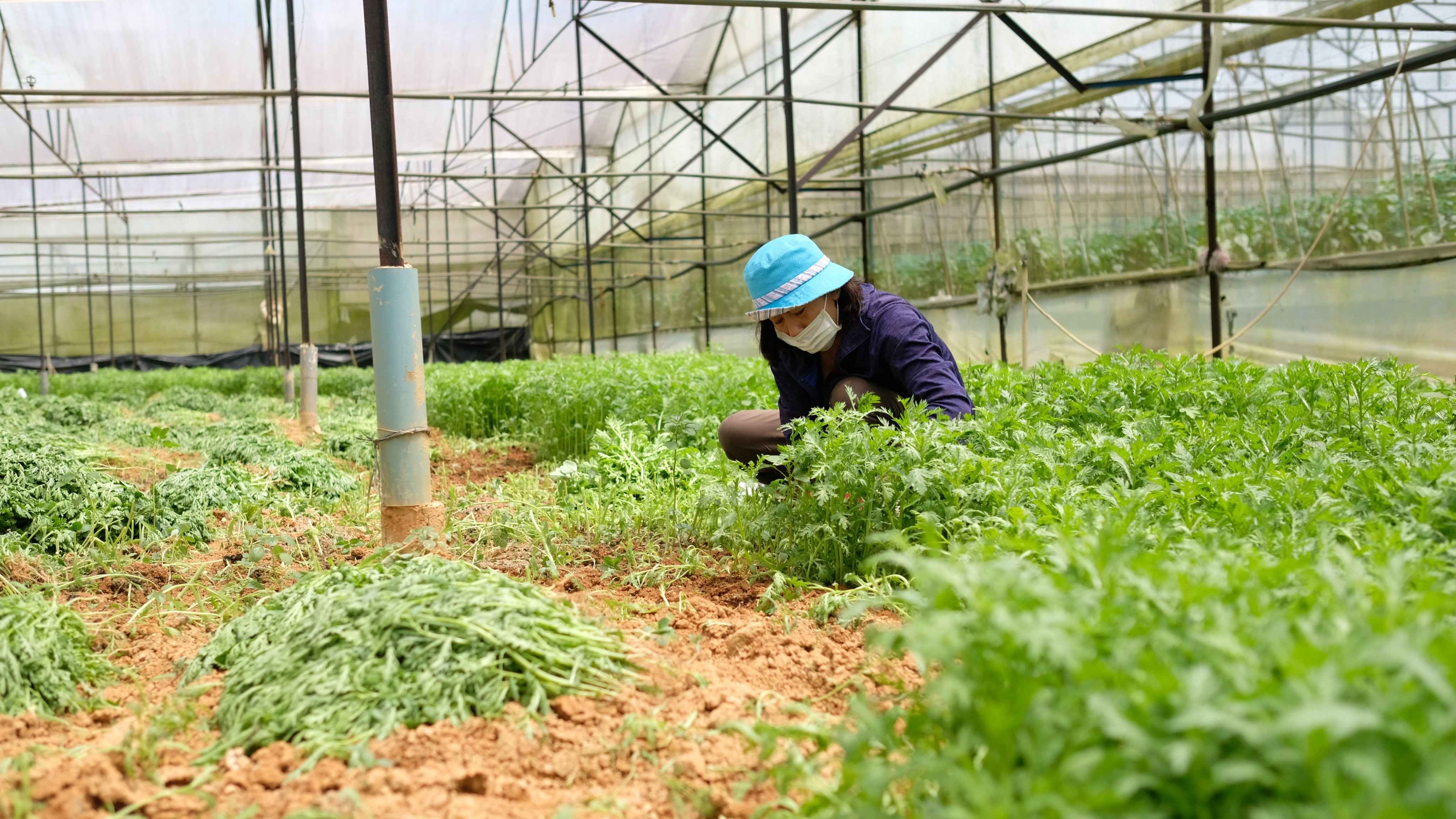 TP.HCM thieu rau cu, Lam Dong tang san luong hang nghin tan/ngay hinh anh