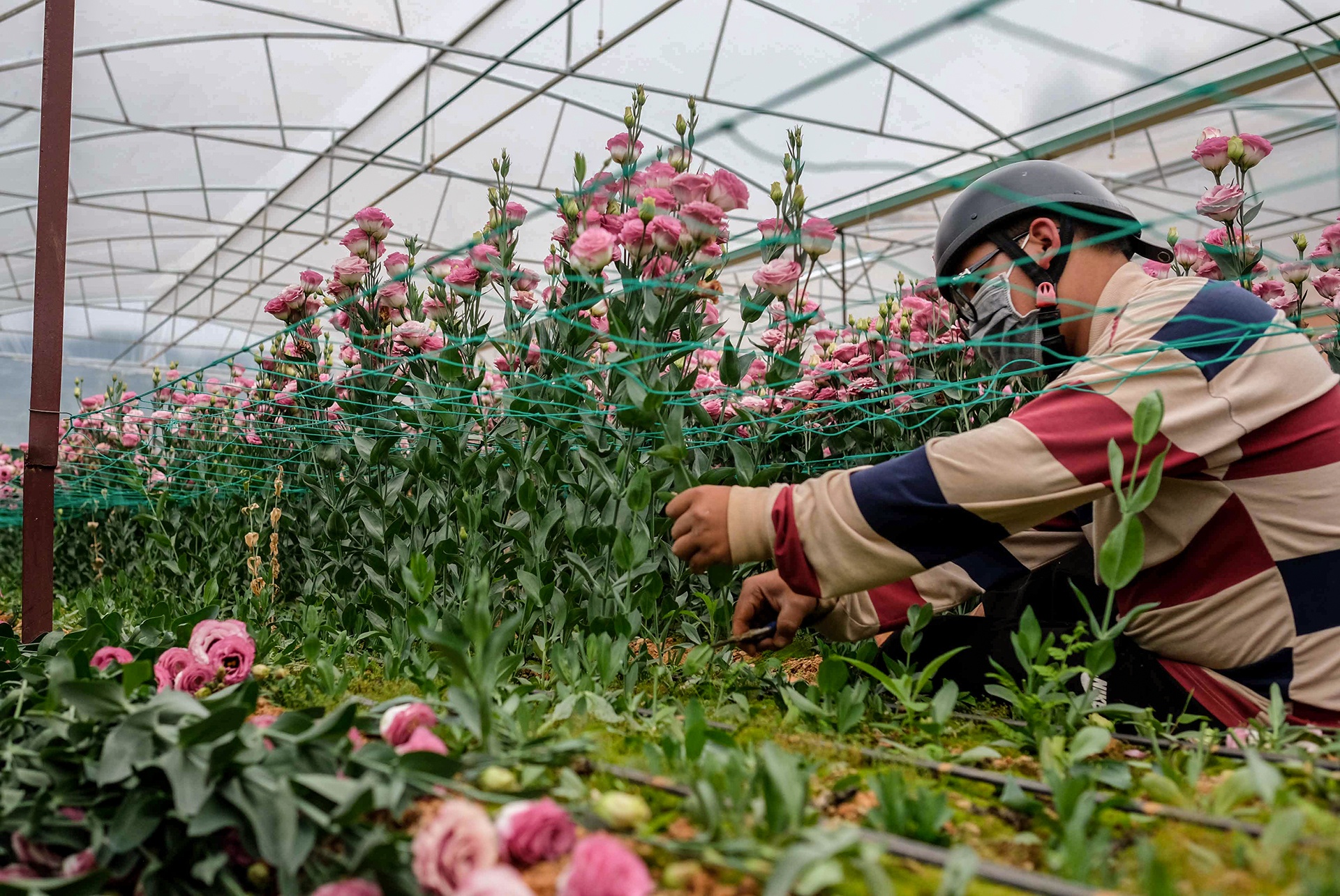 Hoa Da Lat phai nho bo anh 7