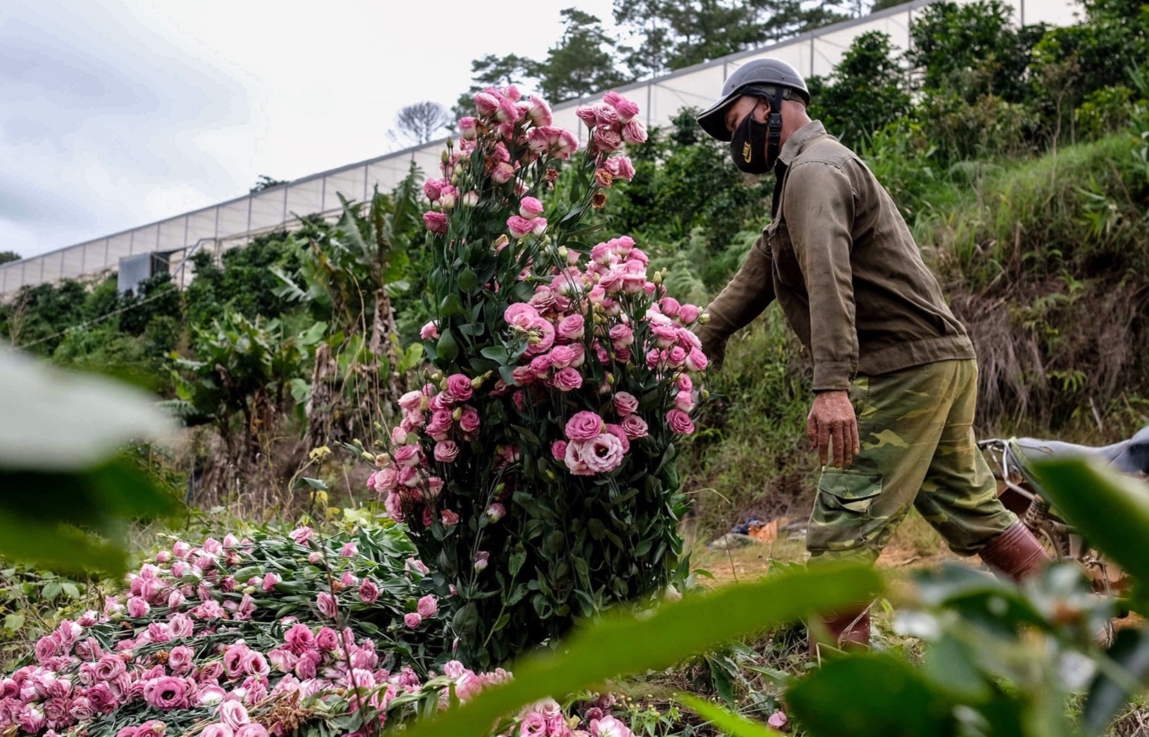 Gia hoa cham day, nong dan Da Lat phai nho bo hinh anh