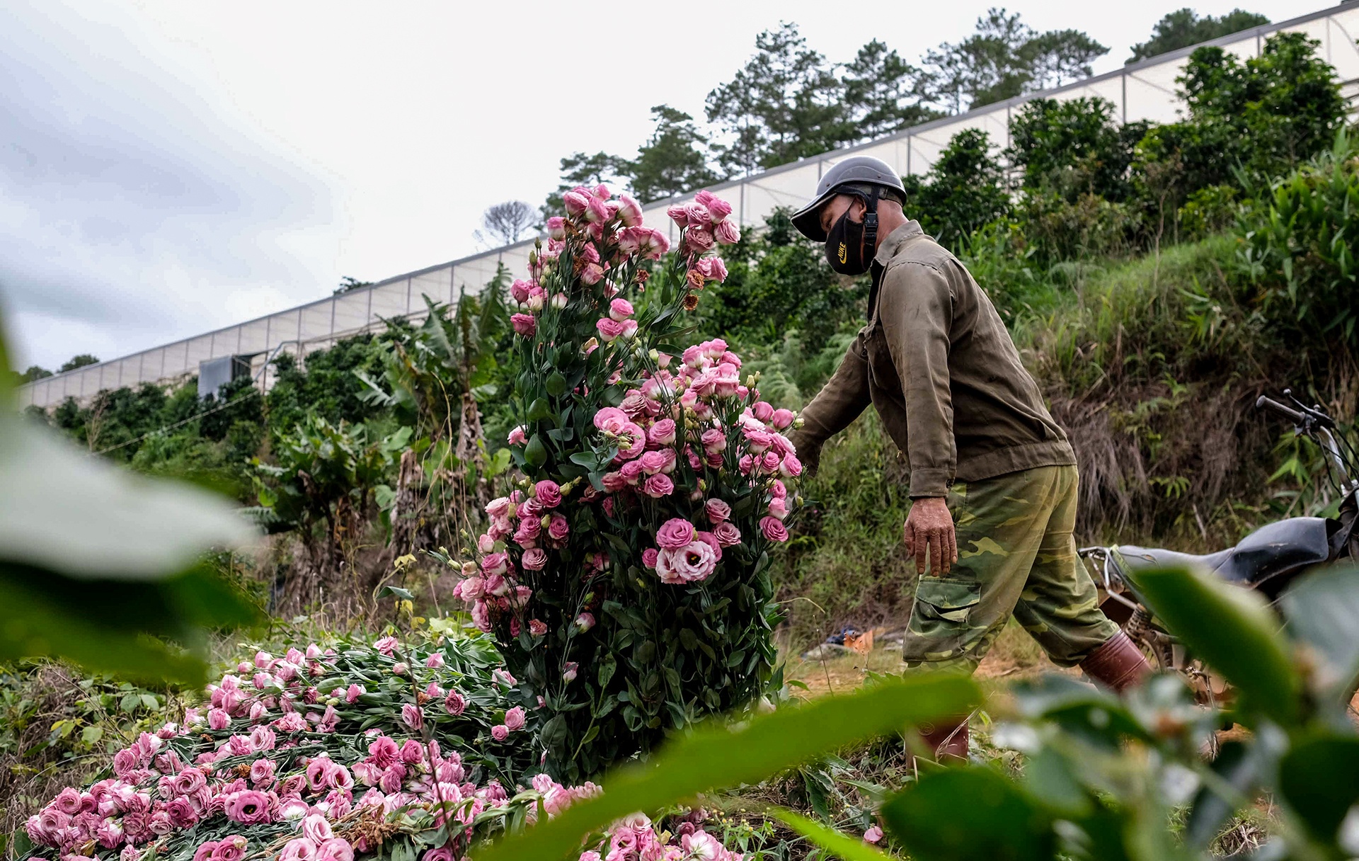Hoa Da Lat phai nho bo anh 6