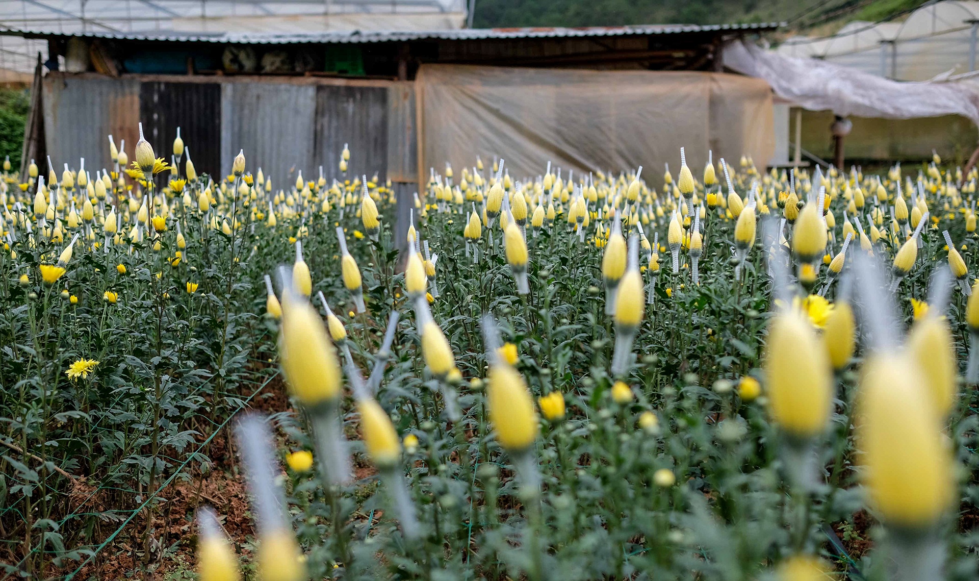 Hoa Da Lat phai nho bo anh 8