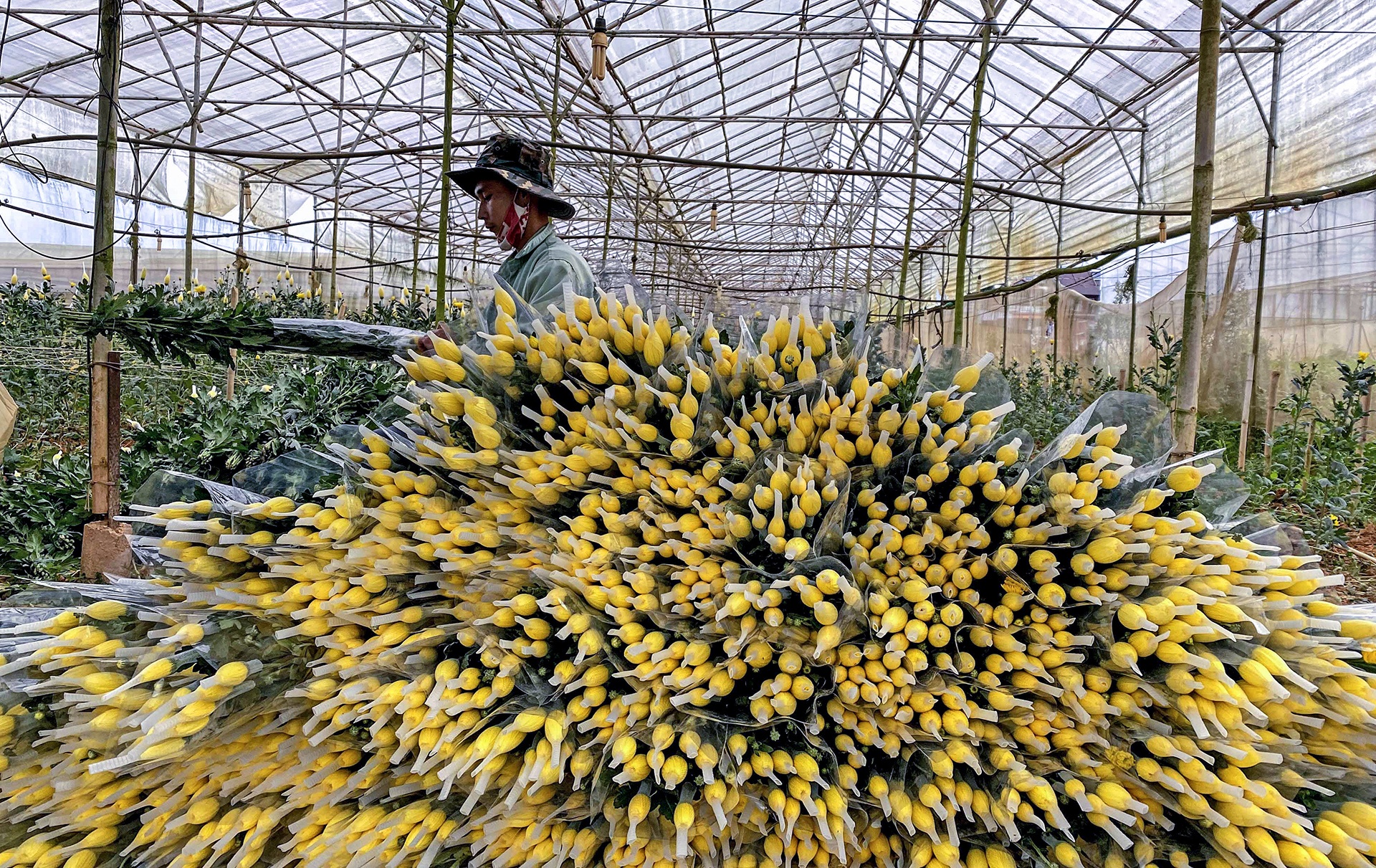 Hoa Da Lat phai nho bo anh 9