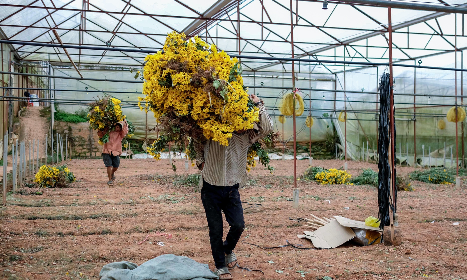 Hang trieu canh hoa bi nho bo o Da Lat hinh anh