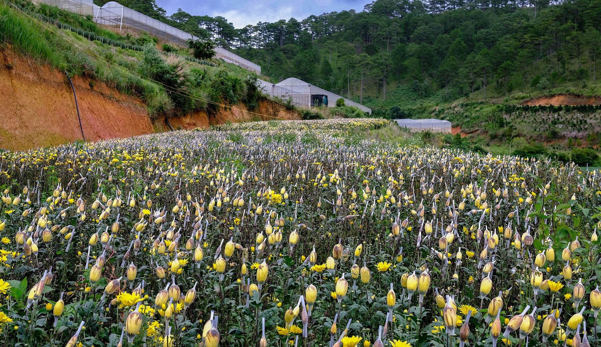 Hoa Da Lat phai nho bo anh 4