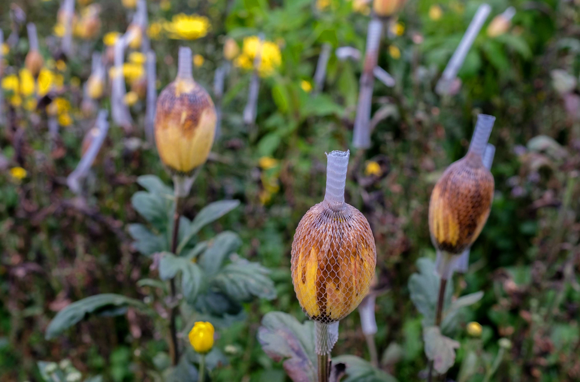 Hoa Da Lat phai nho bo anh 5
