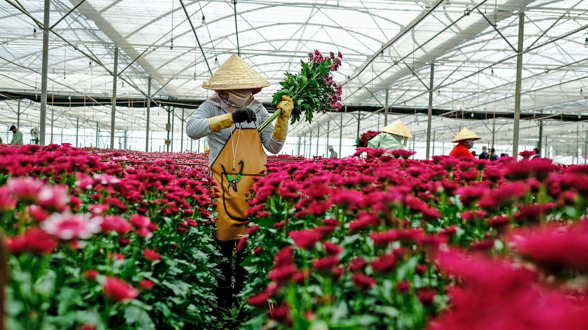 Nong dan nho bo hoa anh 3