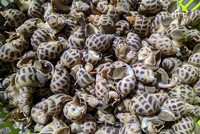 Gia oc huong xuong thap, nguoi nuoi khong biet ban cho ai hinh anh