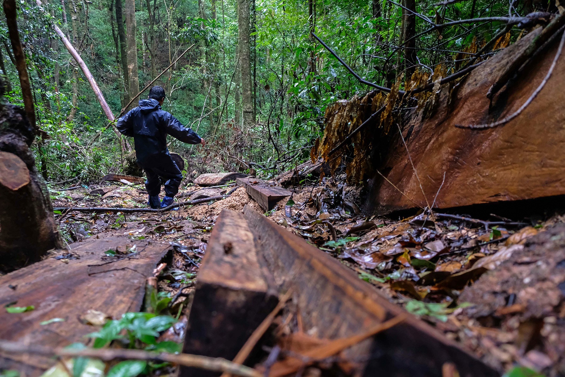 Rung doi nguyen sinh bi cua ha khi kiem lam di cach ly hinh anh
