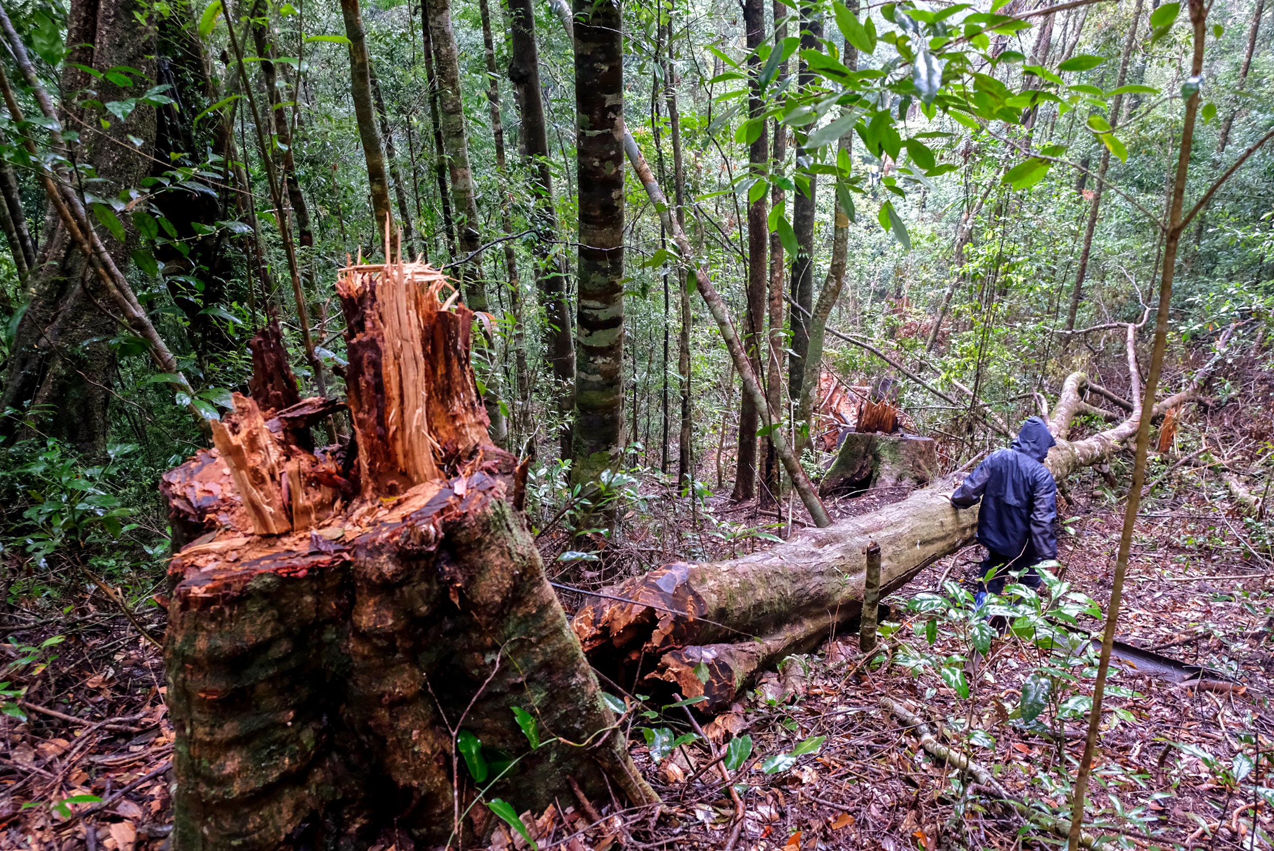 Khoi to 14 nguoi lien quan vu pha rung doi nguyen sinh hinh anh