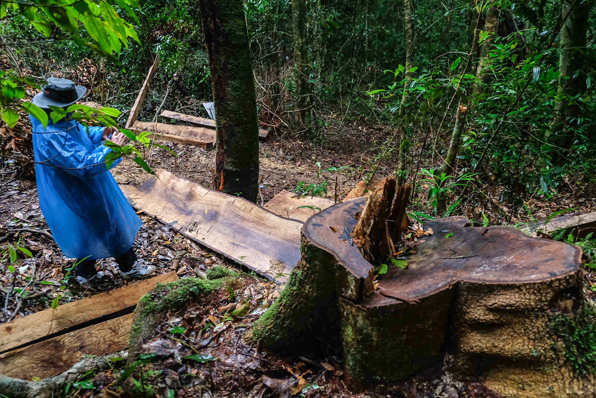 pha rung o Da Lat anh 2