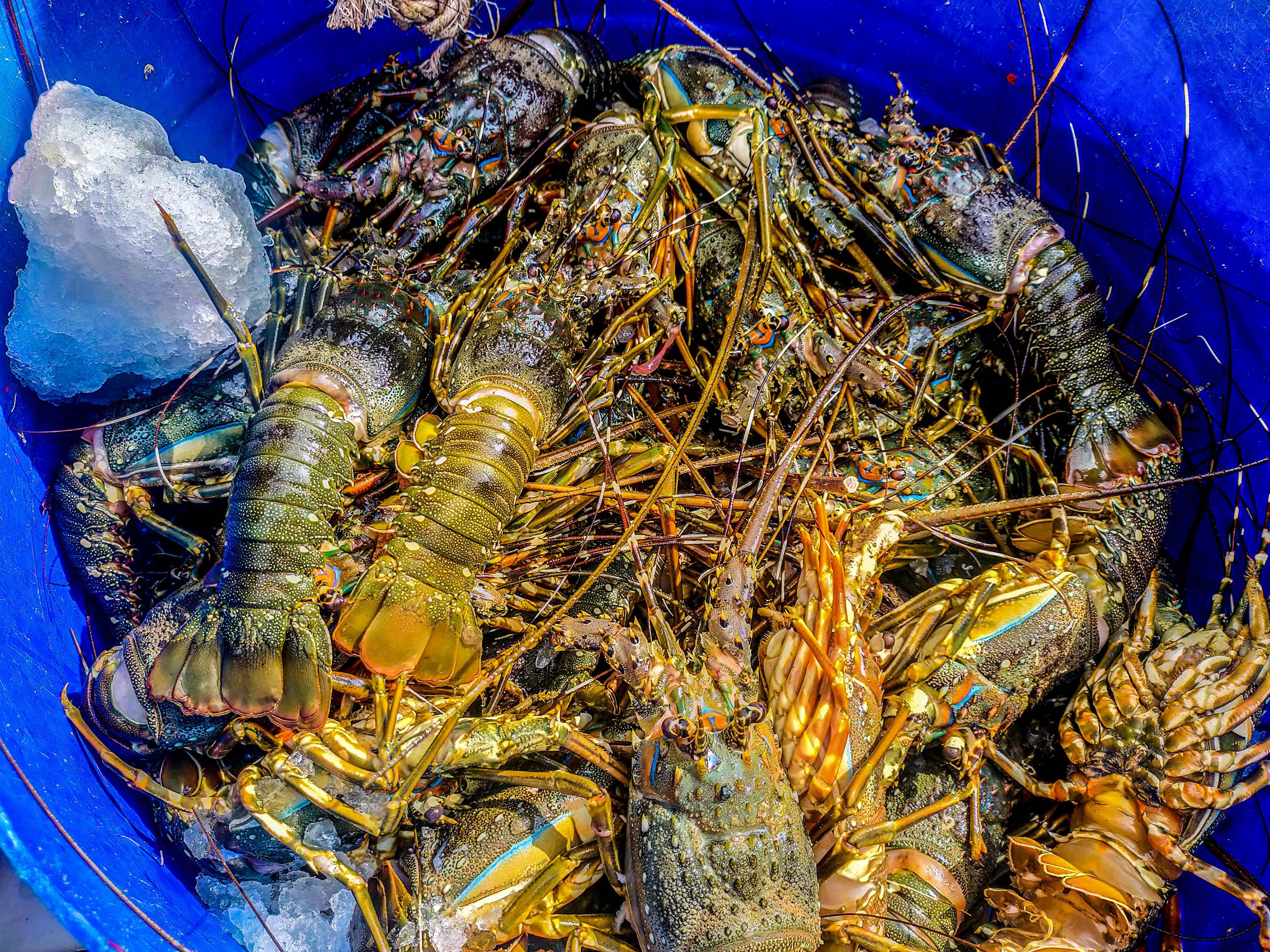 gia tom hum xuong thap anh 2