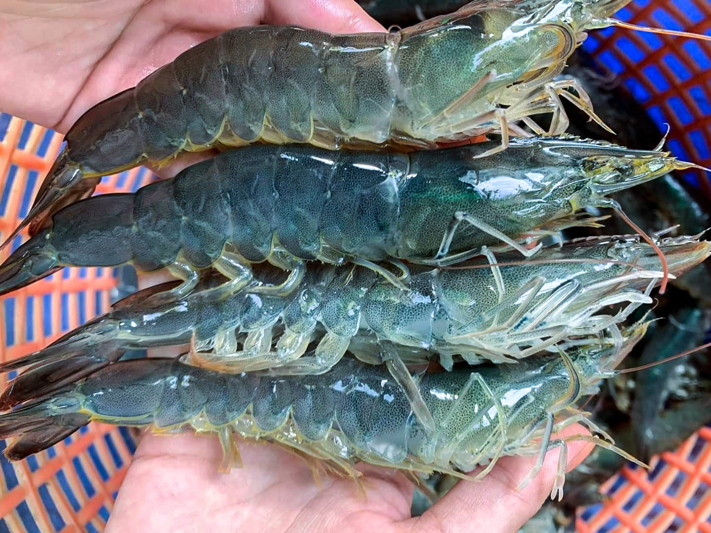 Tom the mien Trung rot gia, ca thang khong ban duoc hinh anh