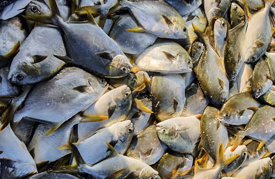 thuy san ton hang tram tan anh 2