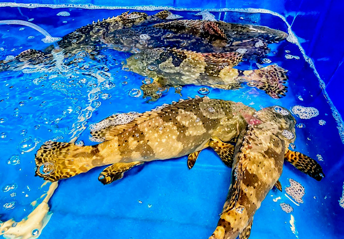 Ca mu rot gia hon 50% van ton hang tram tan hinh anh