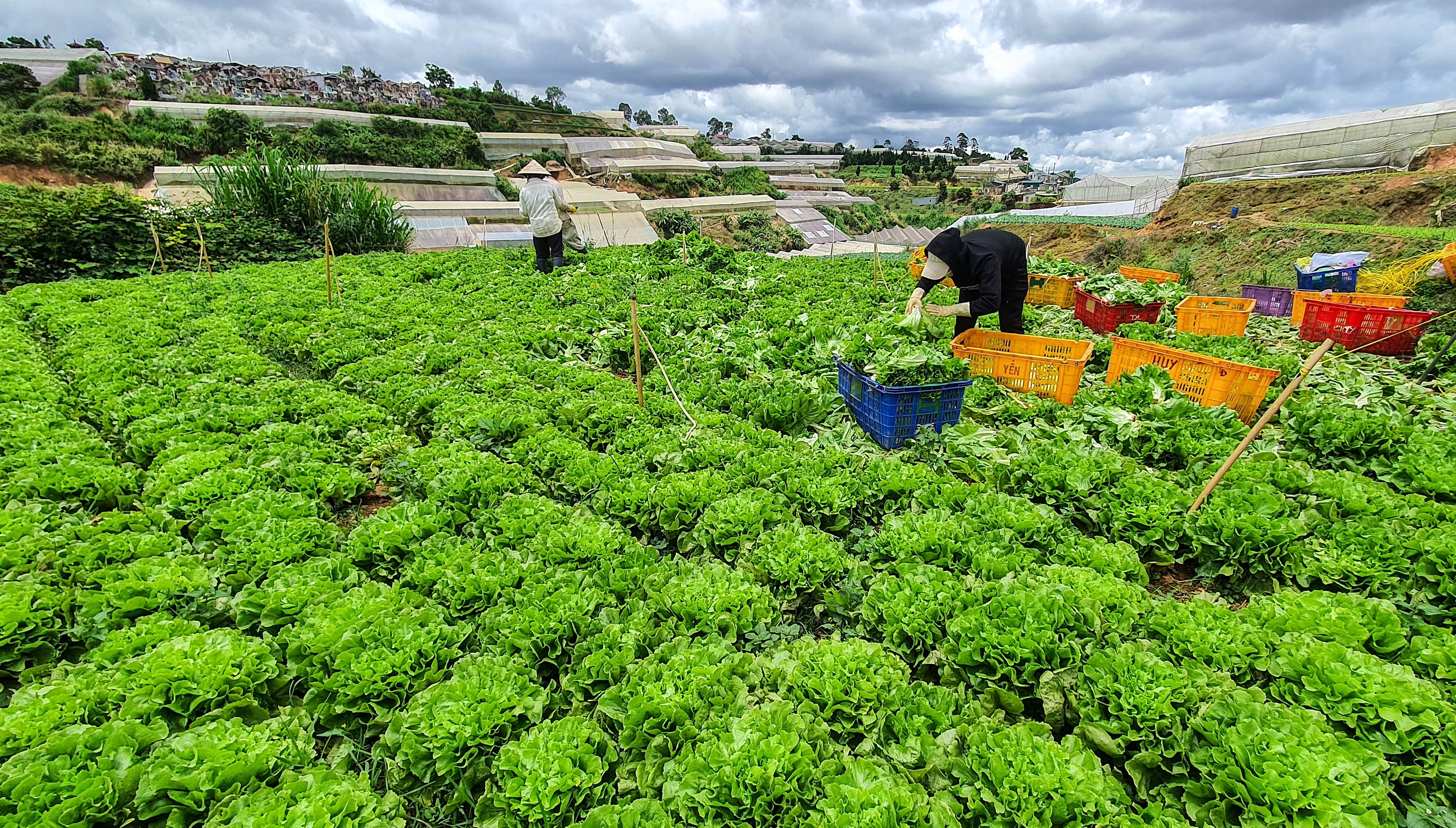 Rau, hoa Da Lat tang gia 2-3 lan sau khi TP.HCM noi long gian cach hinh anh