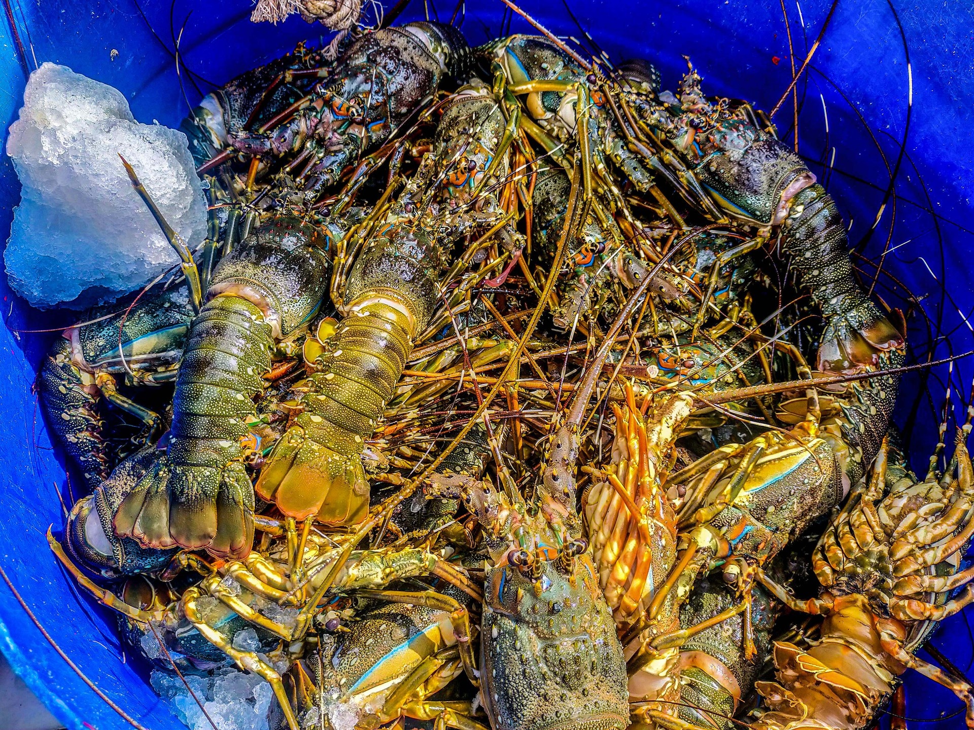 Gia tom hum tang 3-4 lan sau dich hinh anh