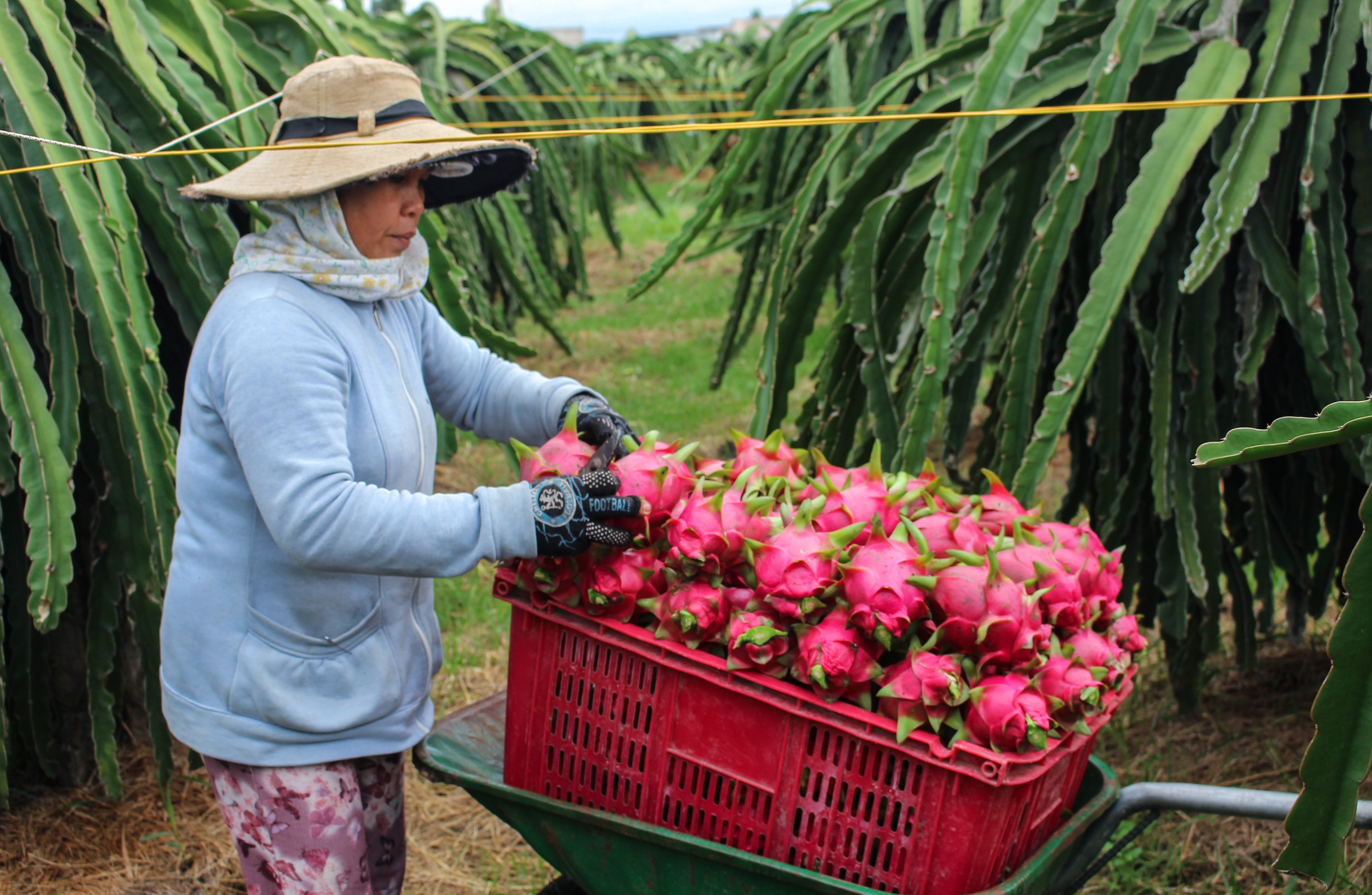 Nhieu tinh khuyen cao ngung dua nong san len cua khau hinh anh