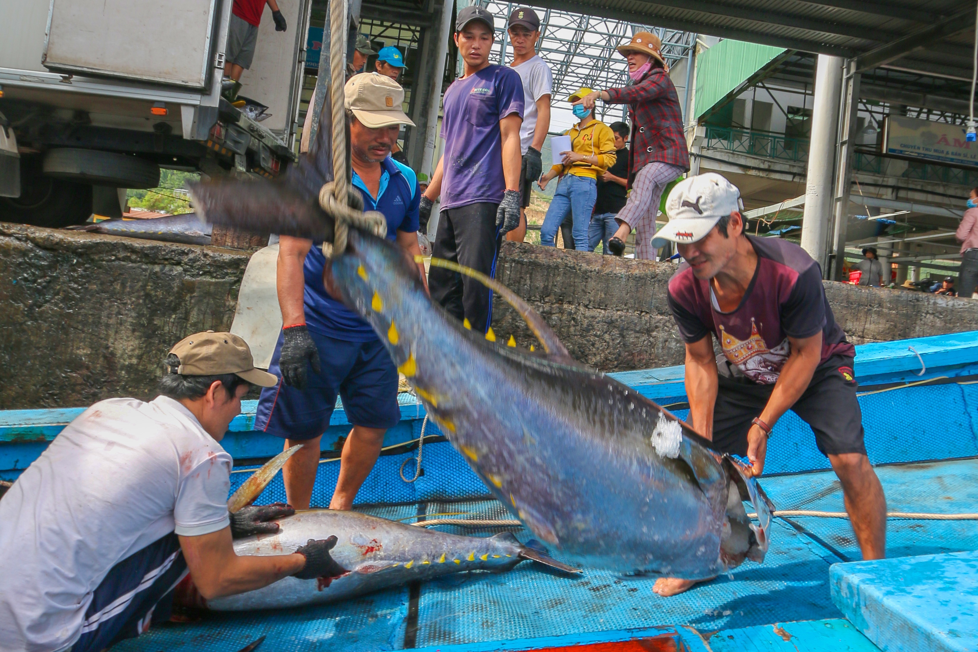 Gia ca ngu dai duong cao nhat 10 nam qua hinh anh