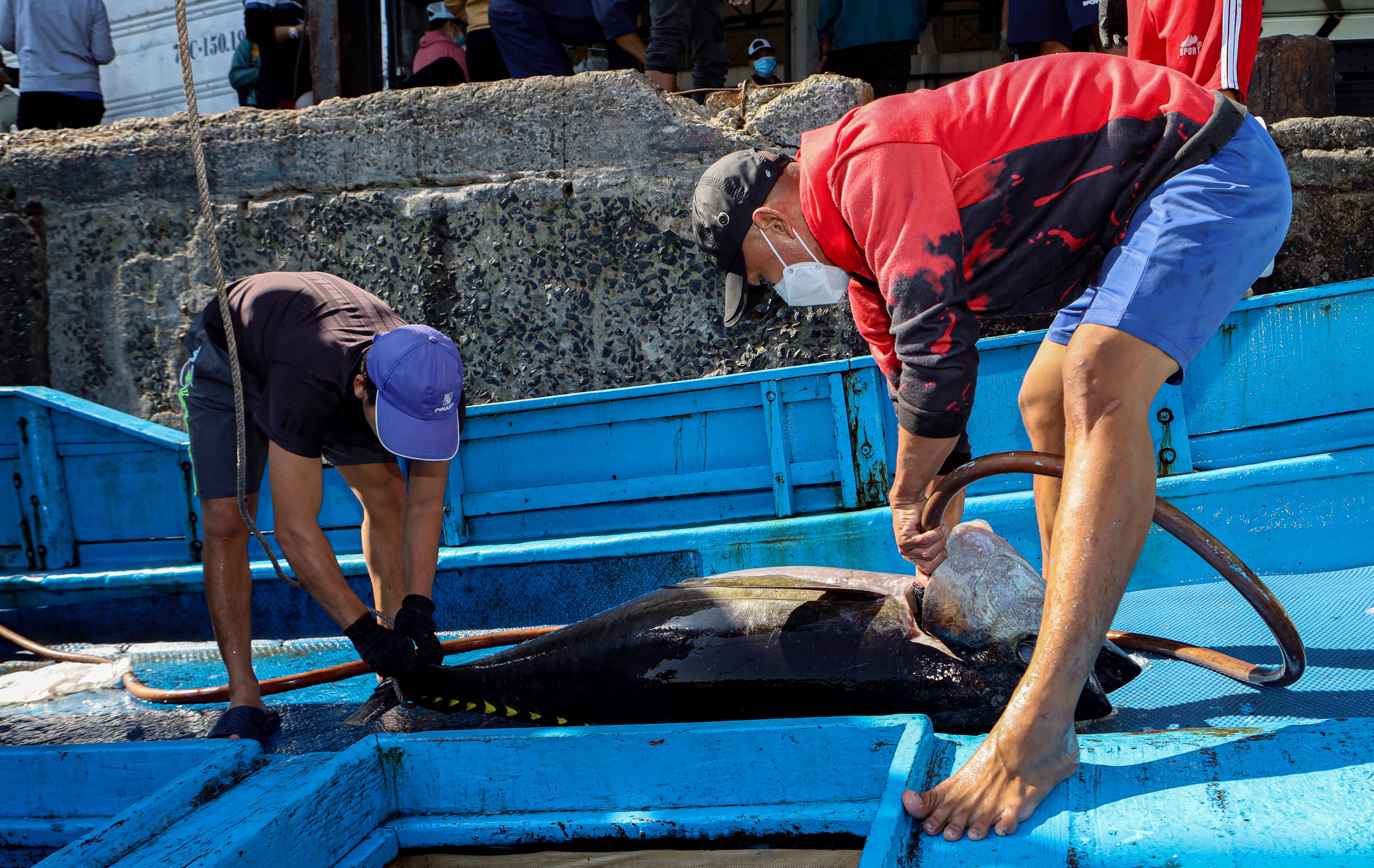 gia ca ngu tang cao anh 1