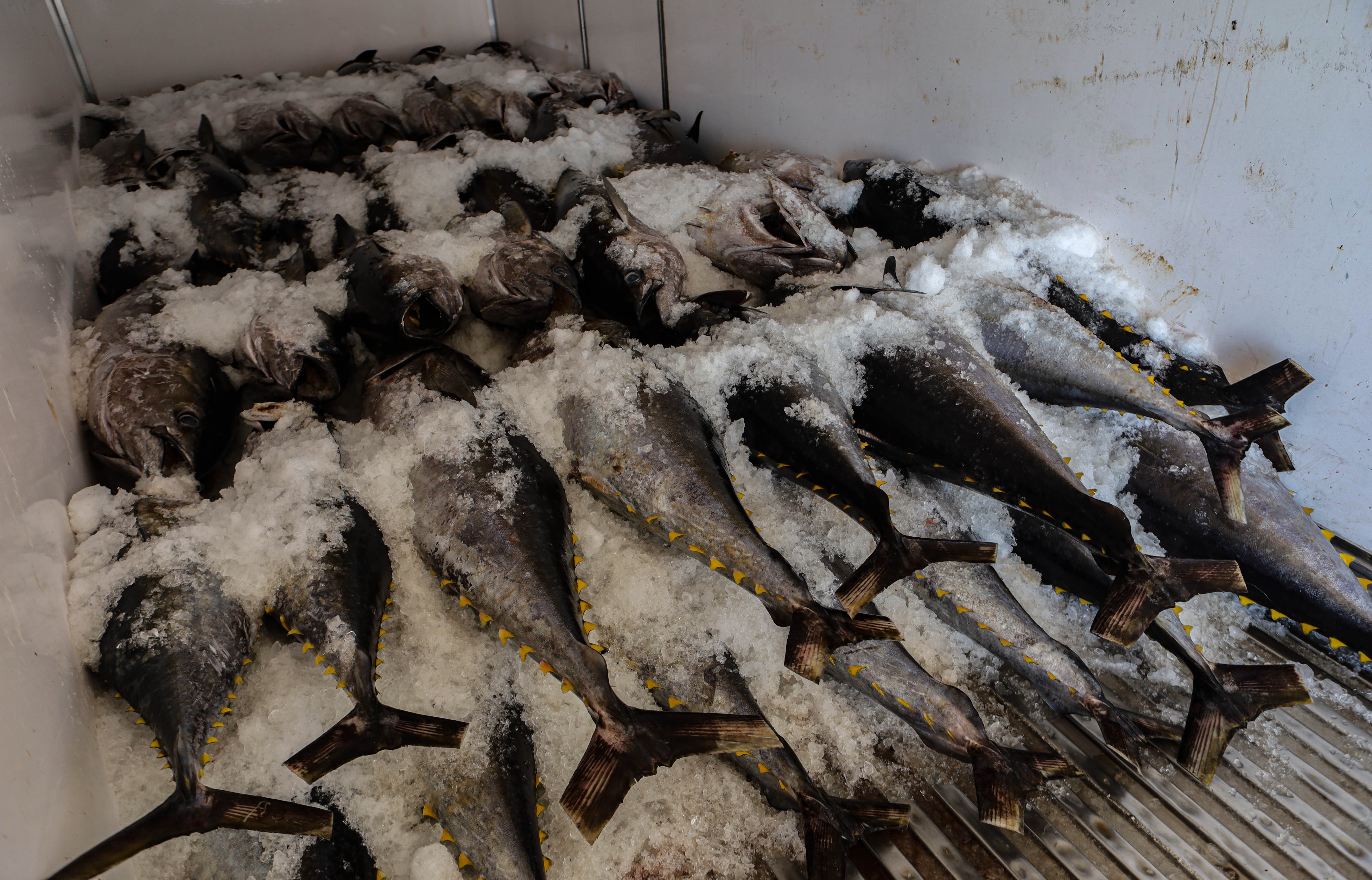 gia ca ngu tang cao anh 2