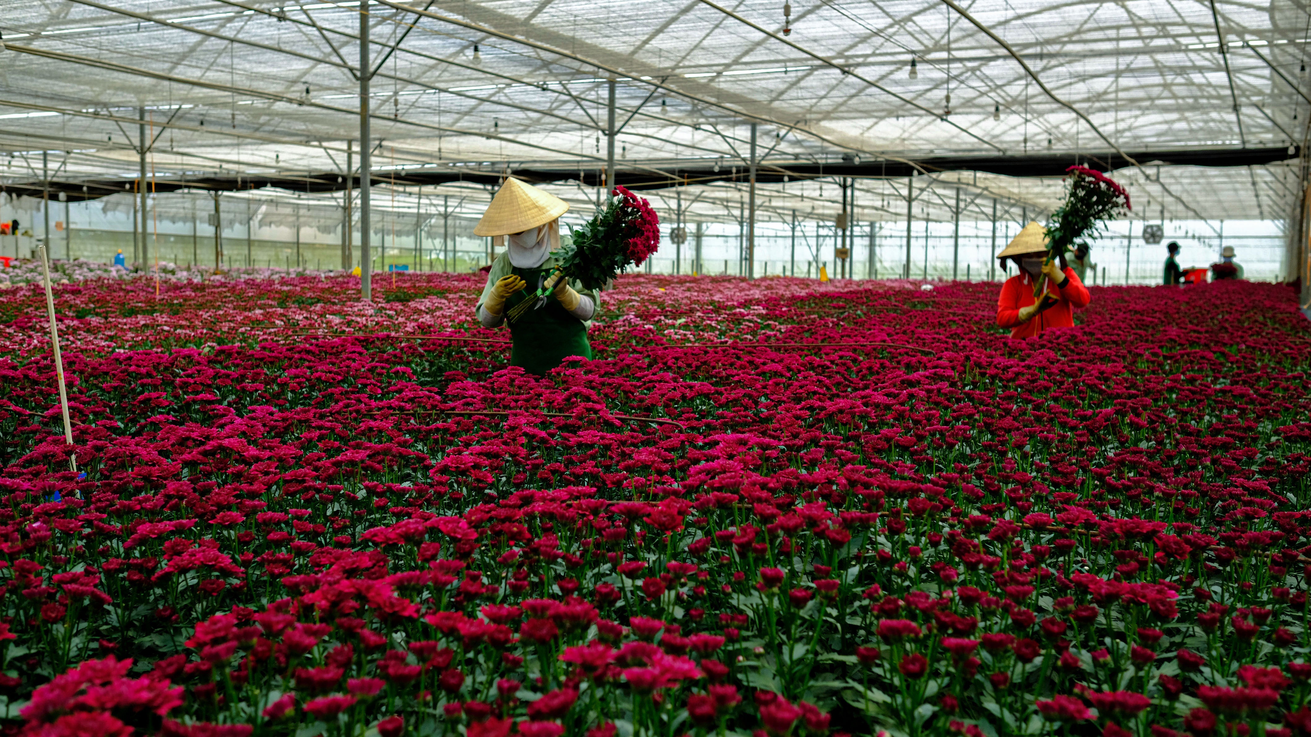 Gia hoa Da Lat tang manh dip can Tet hinh anh