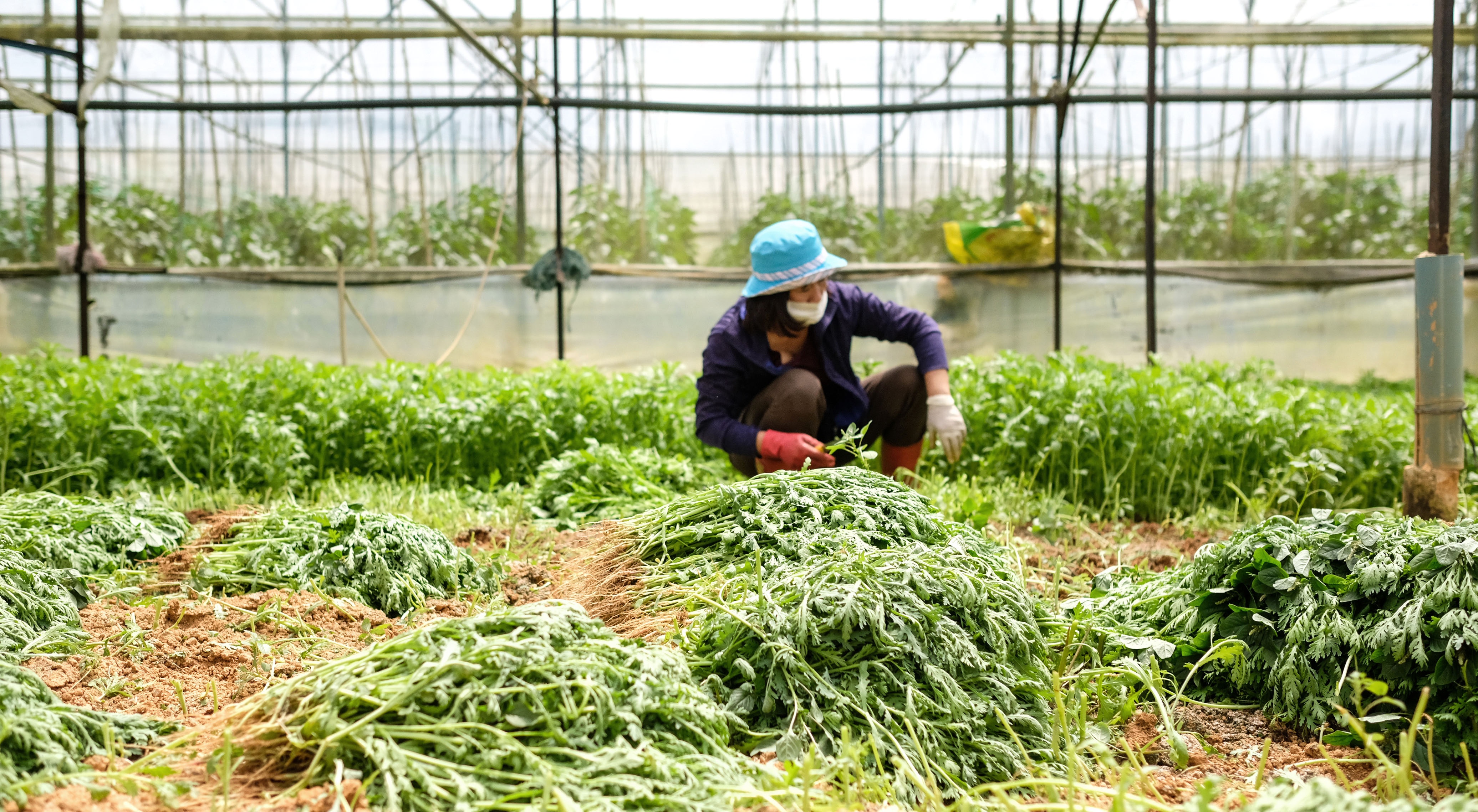 Rau Da Lat e am dip Tet hinh anh