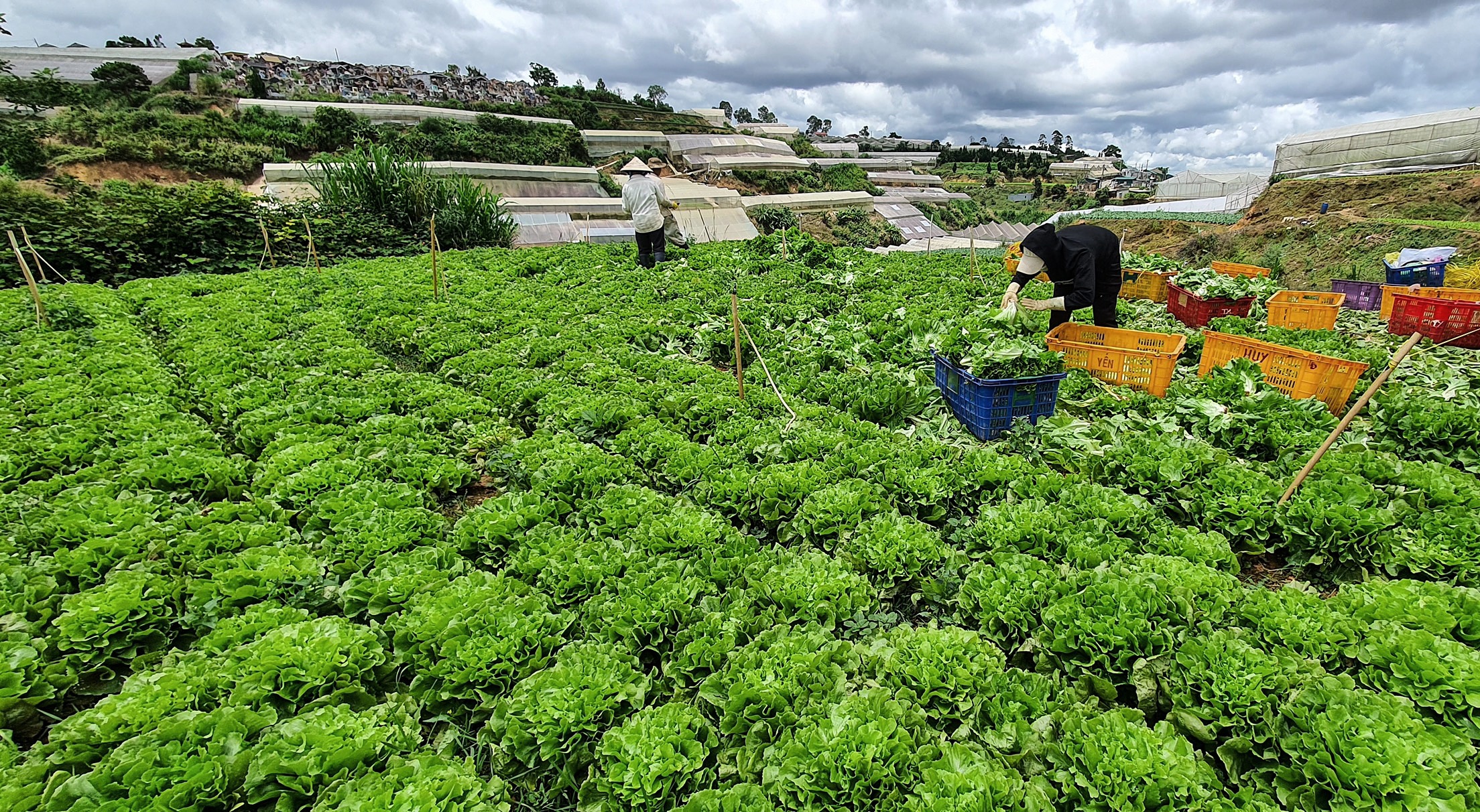 Rau Da Lat rot gia manh anh 1