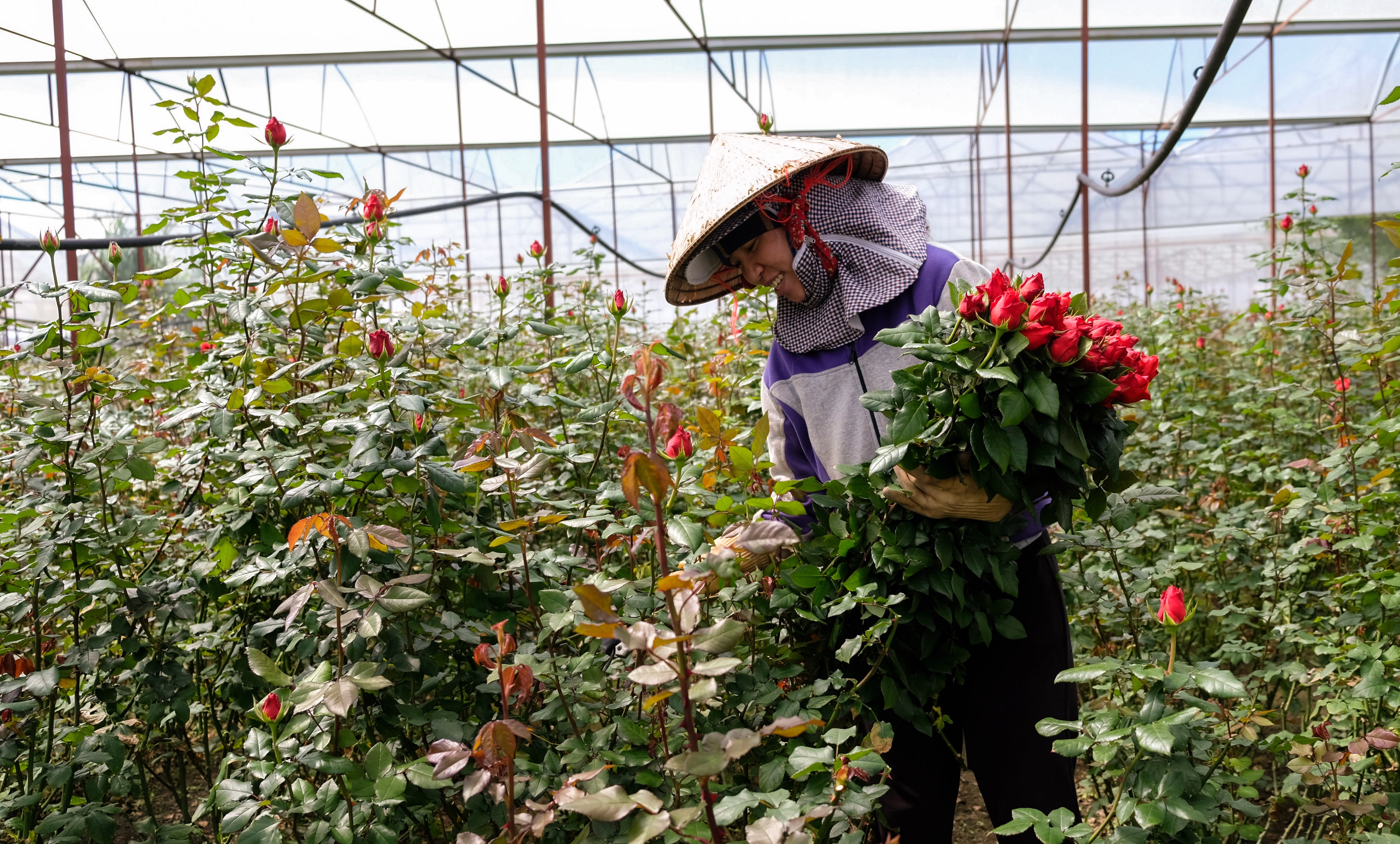 Hoa hong Da Lat tang gia 2-3 lan truoc dip Valentine hinh anh