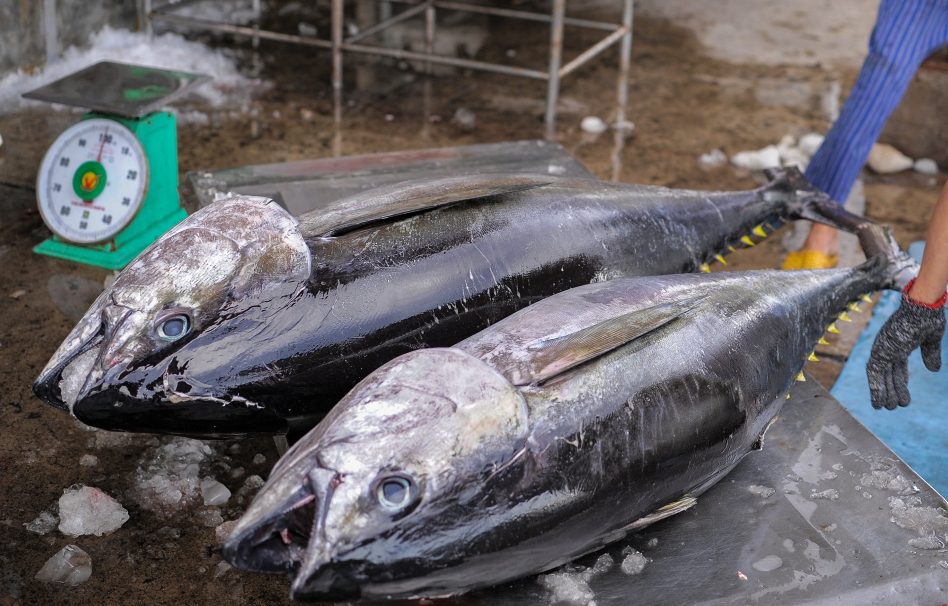 ngu dan trung dam ca ngu anh 3