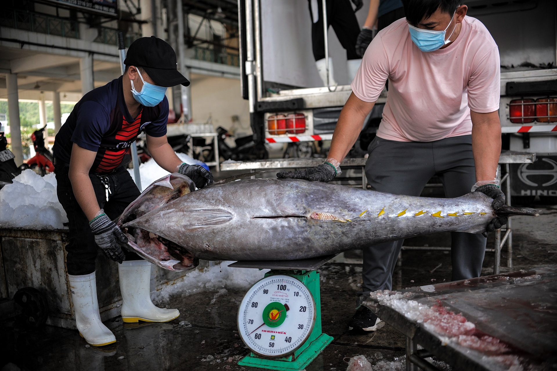 ngu dan trung dam ca ngu anh 6