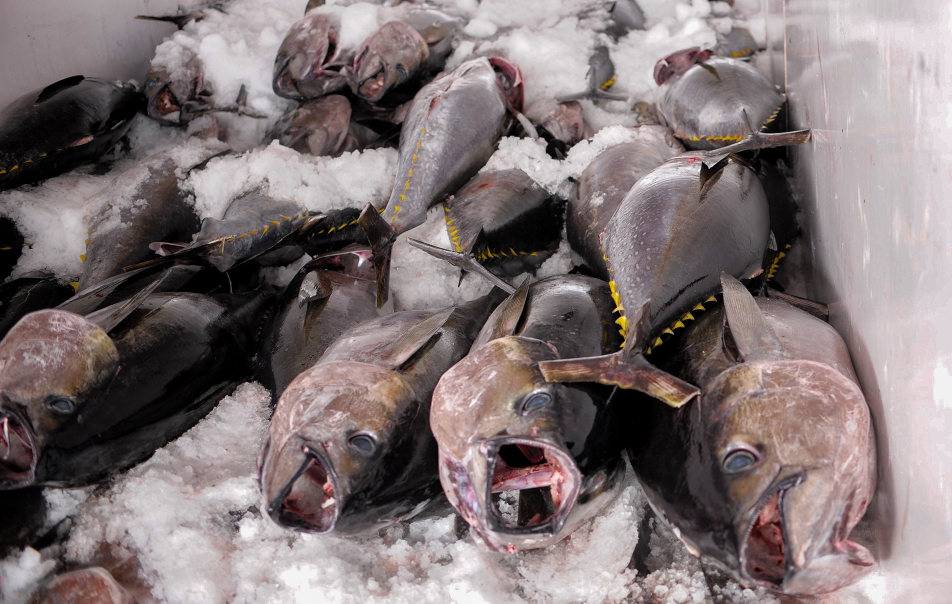 ngu dan trung dam ca ngu anh 8