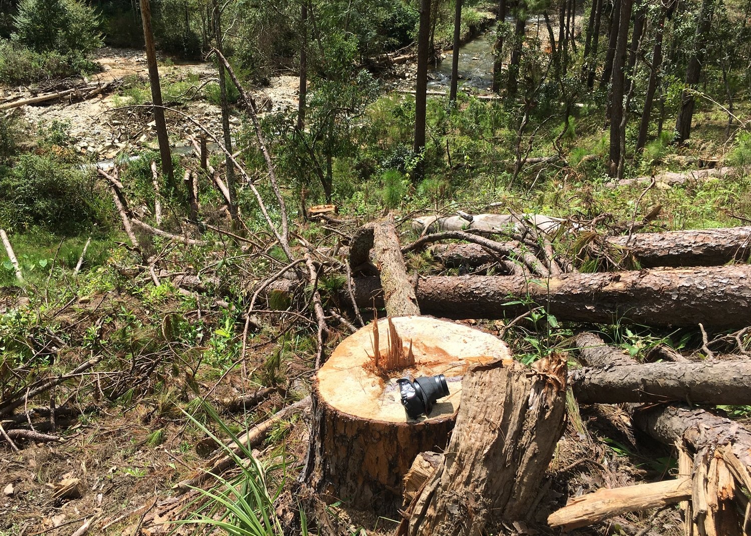 ky luat chu tich xa de mat rung anh 1