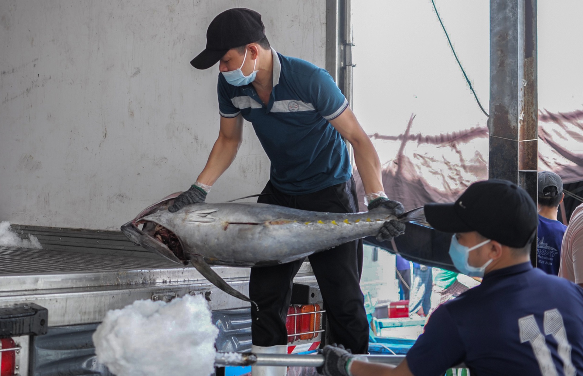 Hang nghin tau ca nam bo, doanh nghiep lo thieu nguyen lieu hinh anh