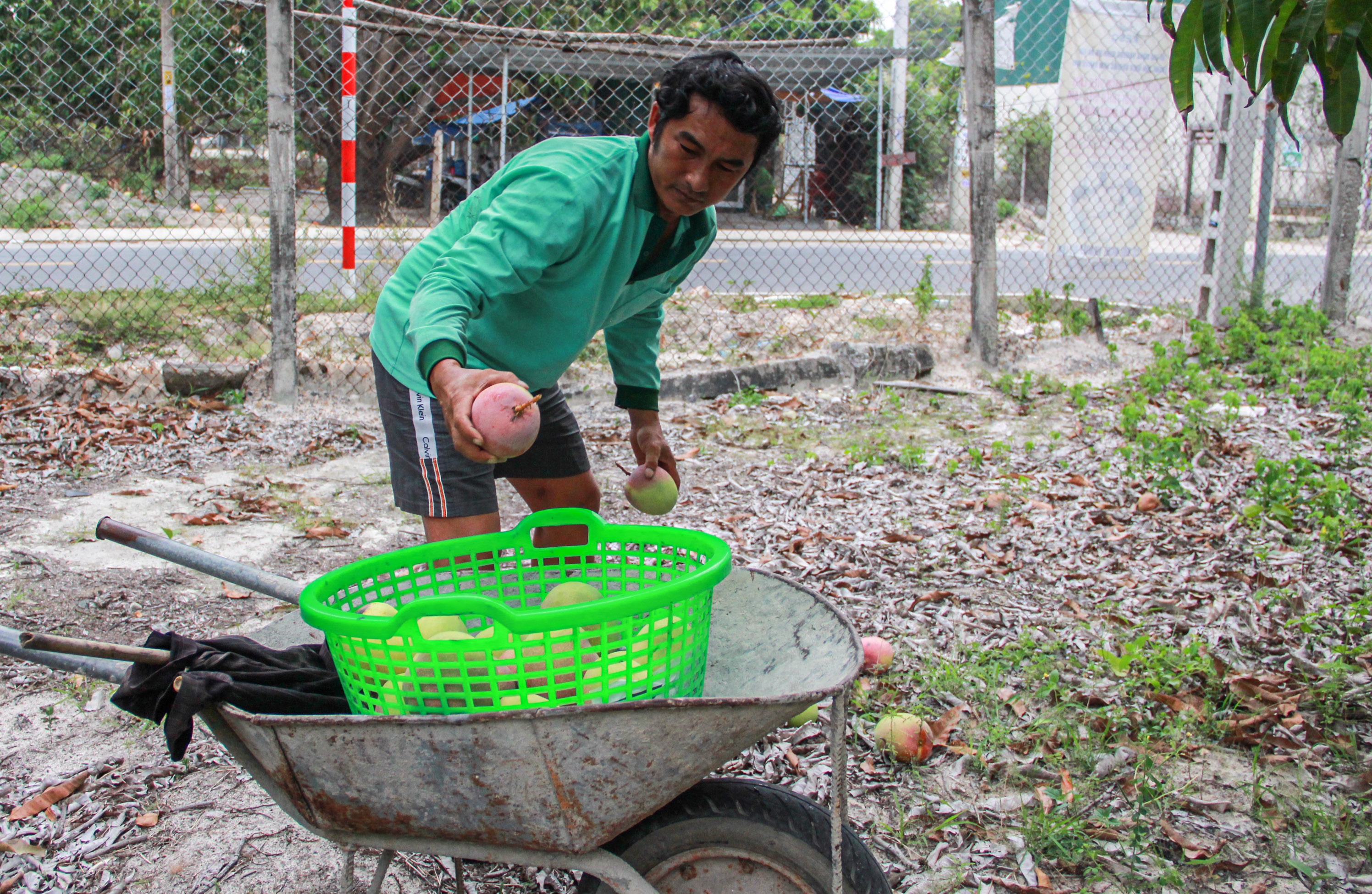 xoai Cam Lam rot gia anh 1