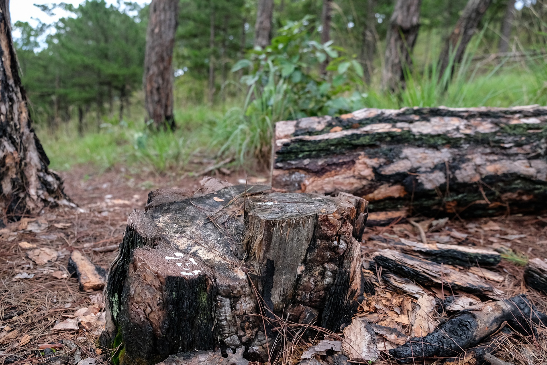 thong Da Lat bi chat ha anh 11