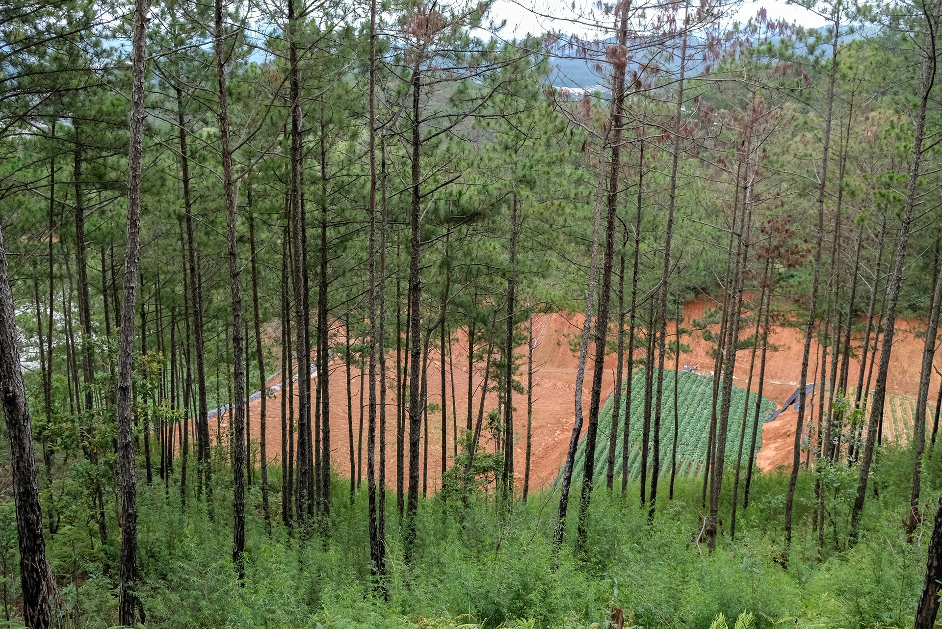 thong Da Lat bi chat ha anh 12