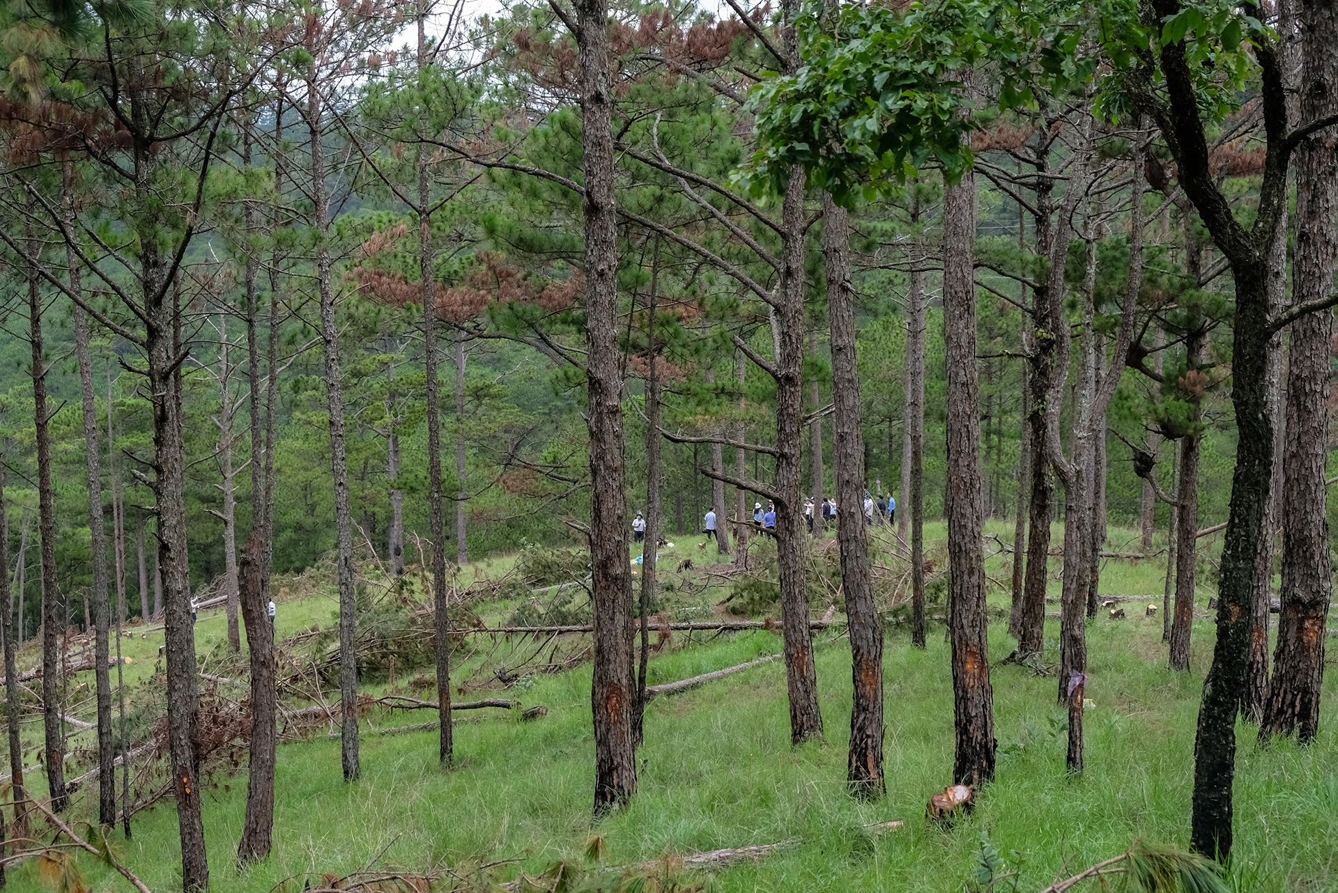 thong Da Lat bi chat ha anh 2