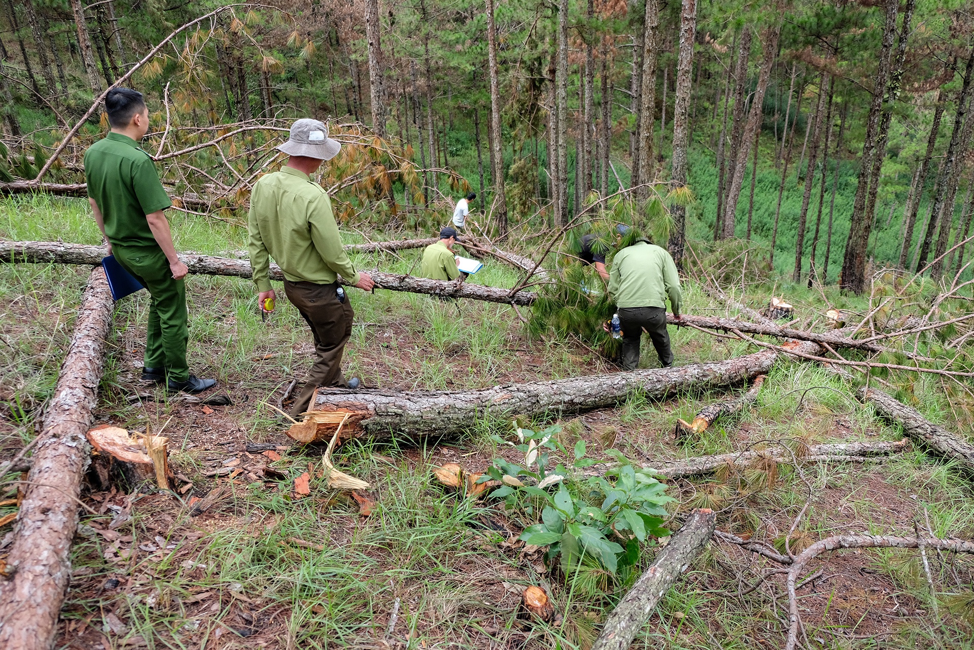 thong Da Lat bi chat ha anh 3