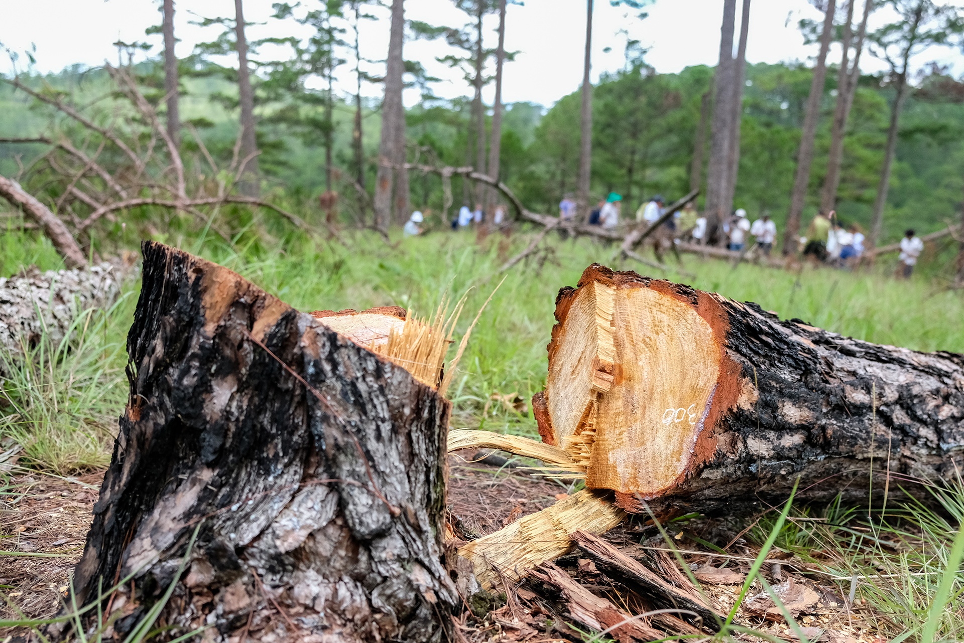 Chu tich Lam Dong yeu cau khoi to vu pha rung thong o Da Lat hinh anh