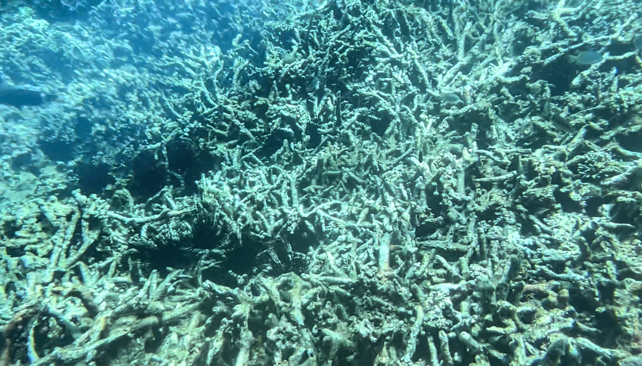 Khu bao ton bien vinh Nha Trang keu cuu hinh anh