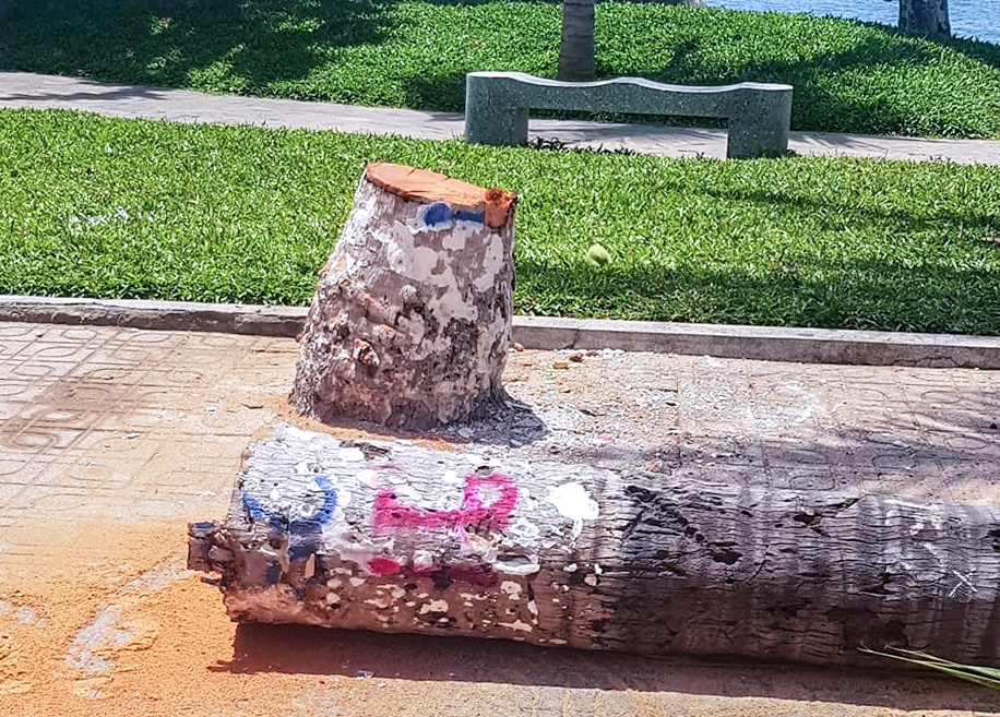 chat dua bo bien Tran Phu anh 2