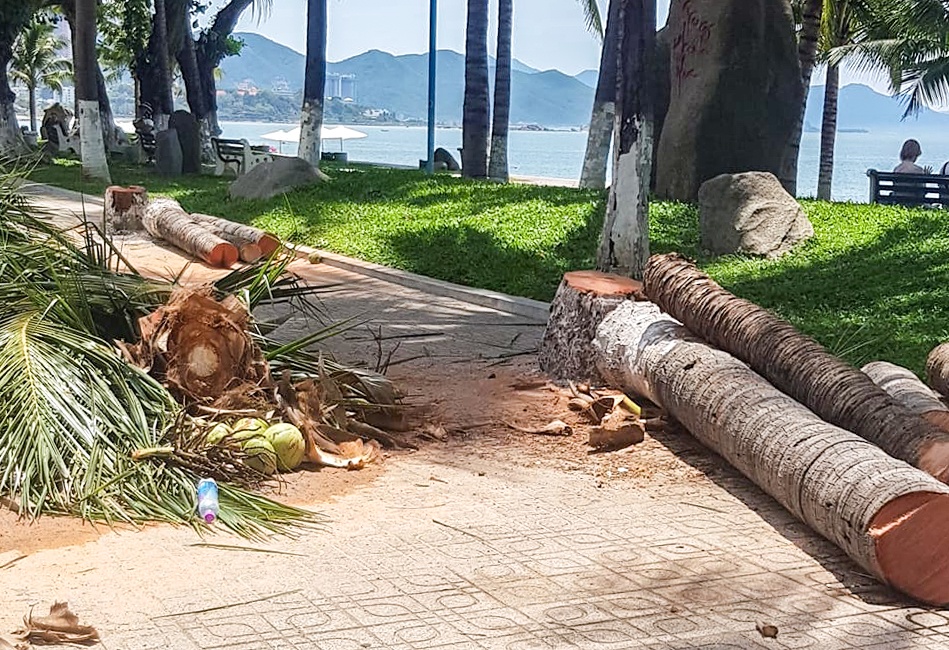 Hang dua lau nam o Nha Trang bi chat ha hinh anh