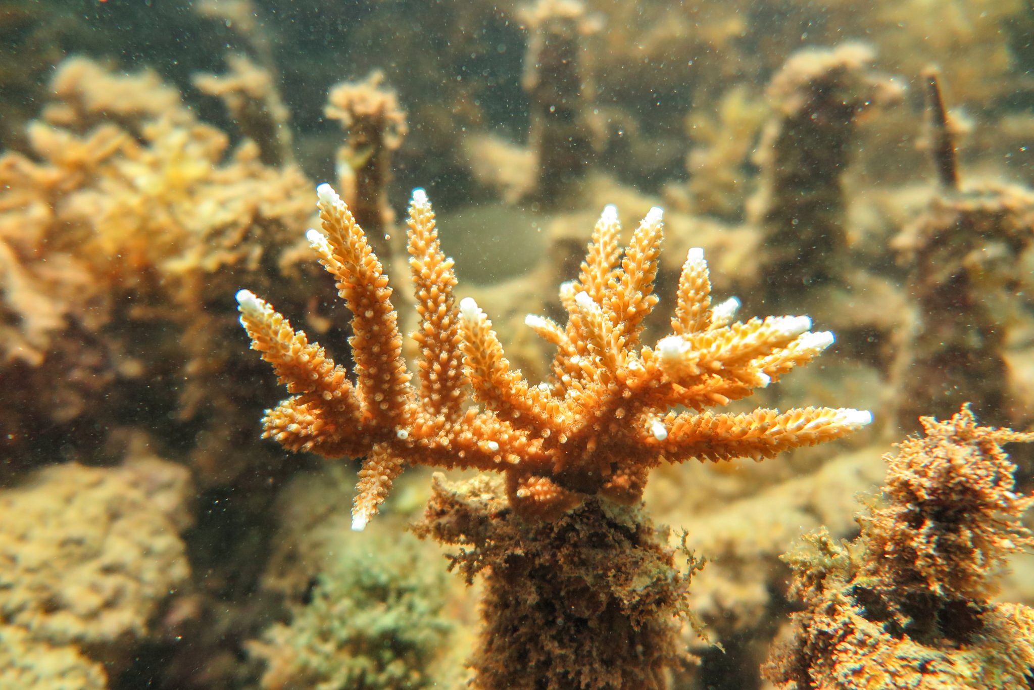 Tinh uy Khanh Hoa yeu cau bao cao vu san ho chet tai Hon Mun hinh anh