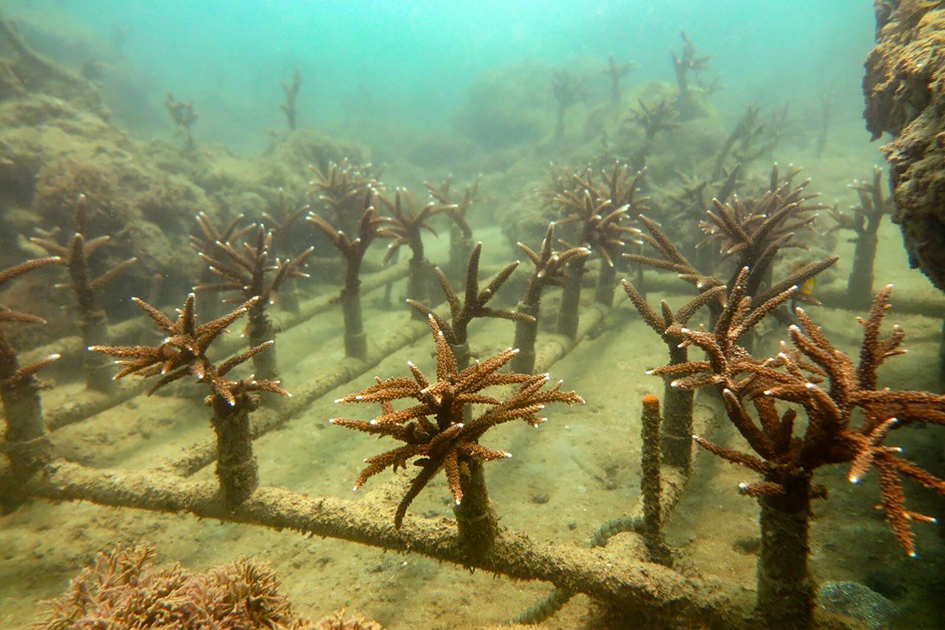 tai tao san ho tren vinh Nha Trang anh 10