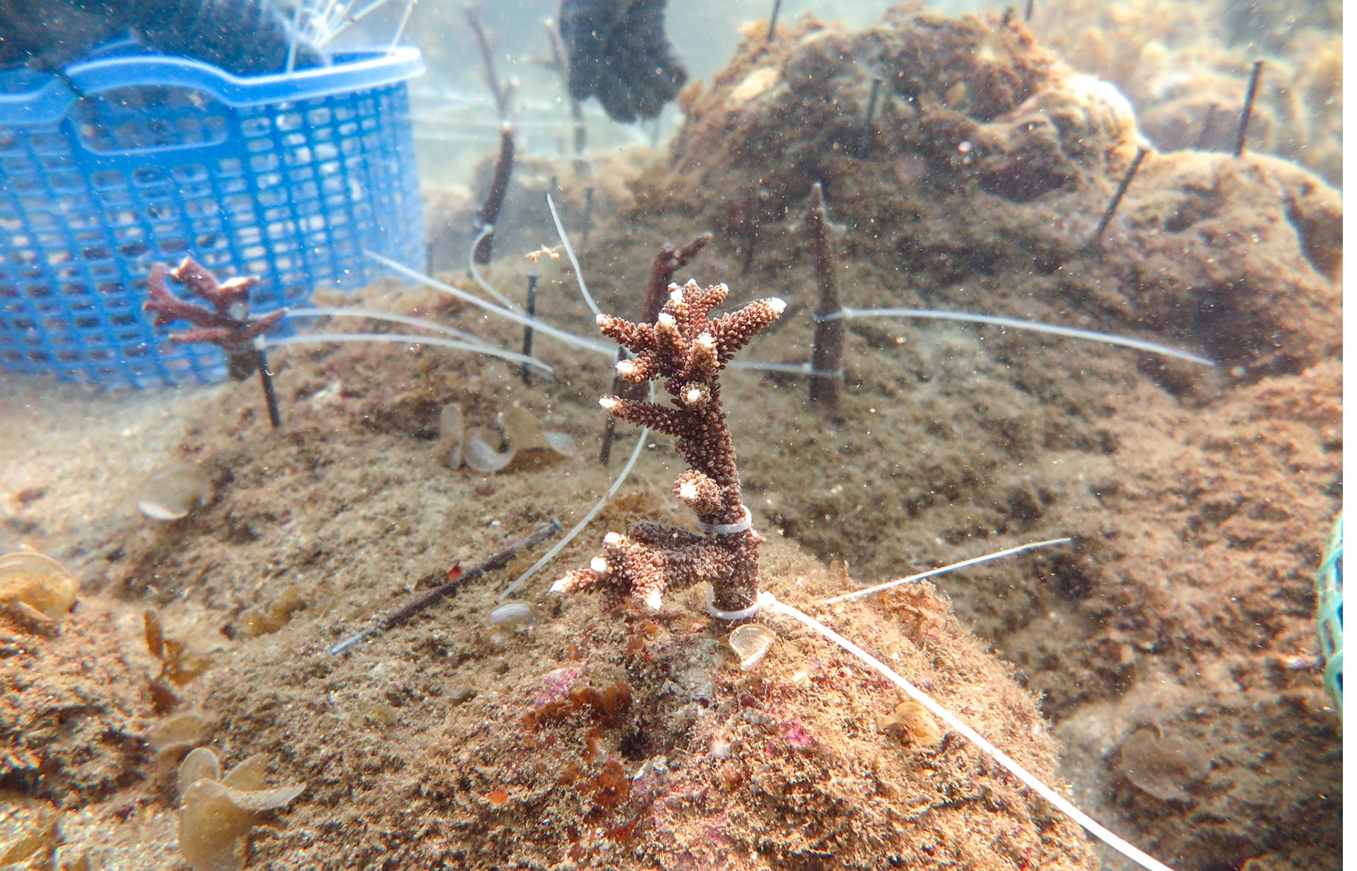 tai tao san ho tren vinh Nha Trang anh 2