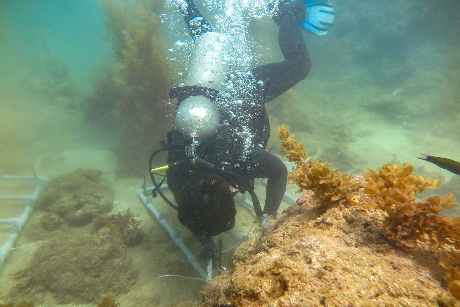 tai tao san ho tren vinh Nha Trang anh 3