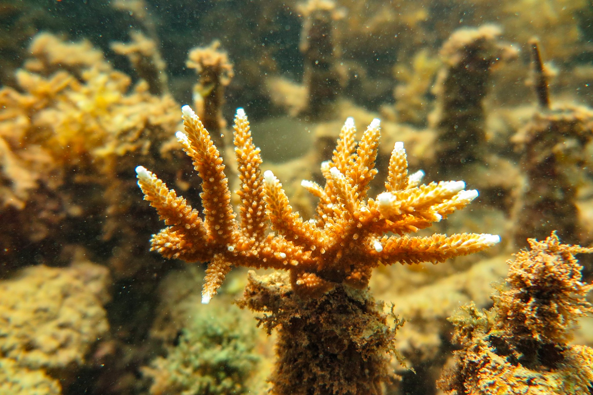 tai tao san ho tren vinh Nha Trang anh 4