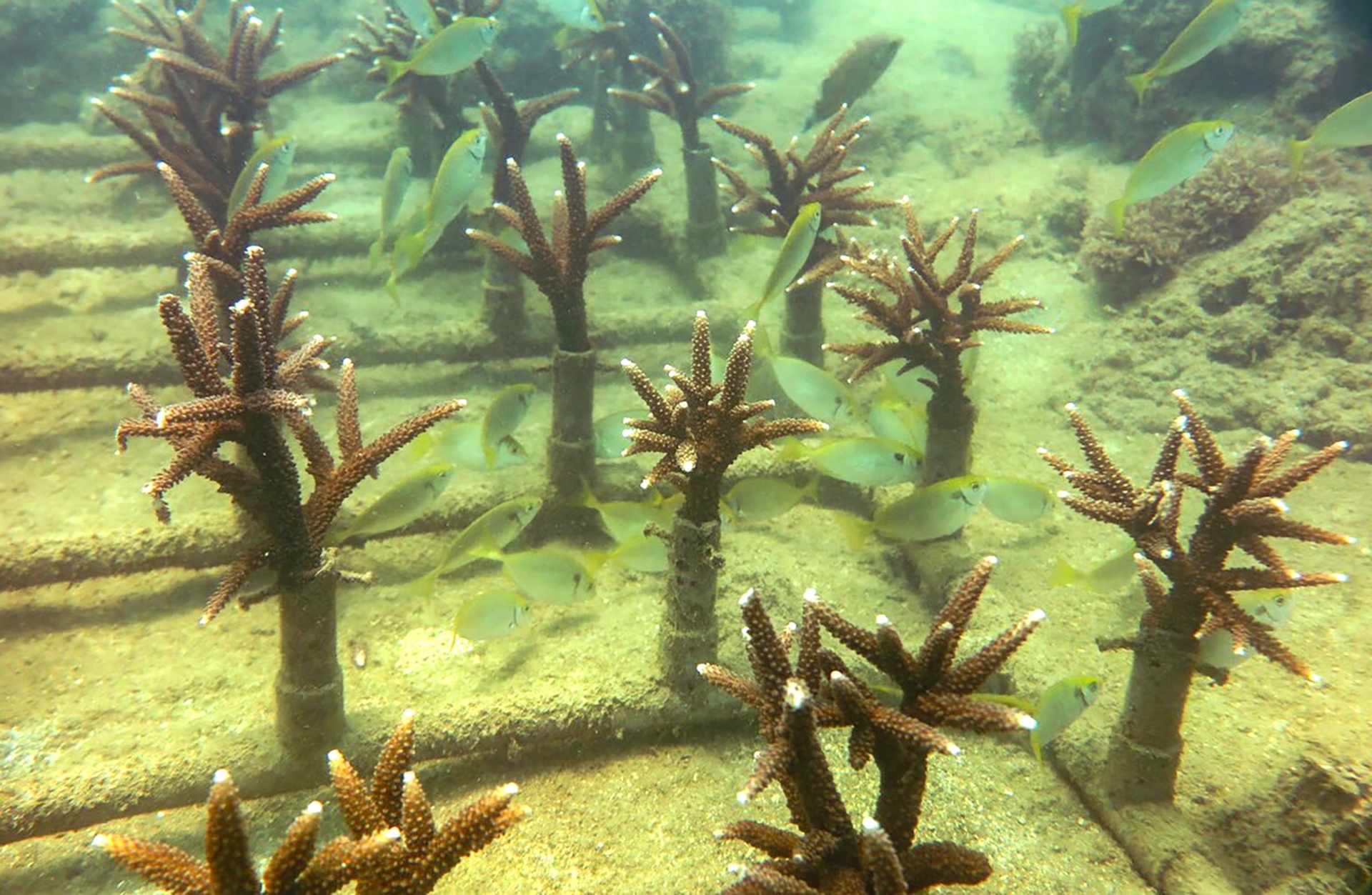 tai tao san ho tren vinh Nha Trang anh 5